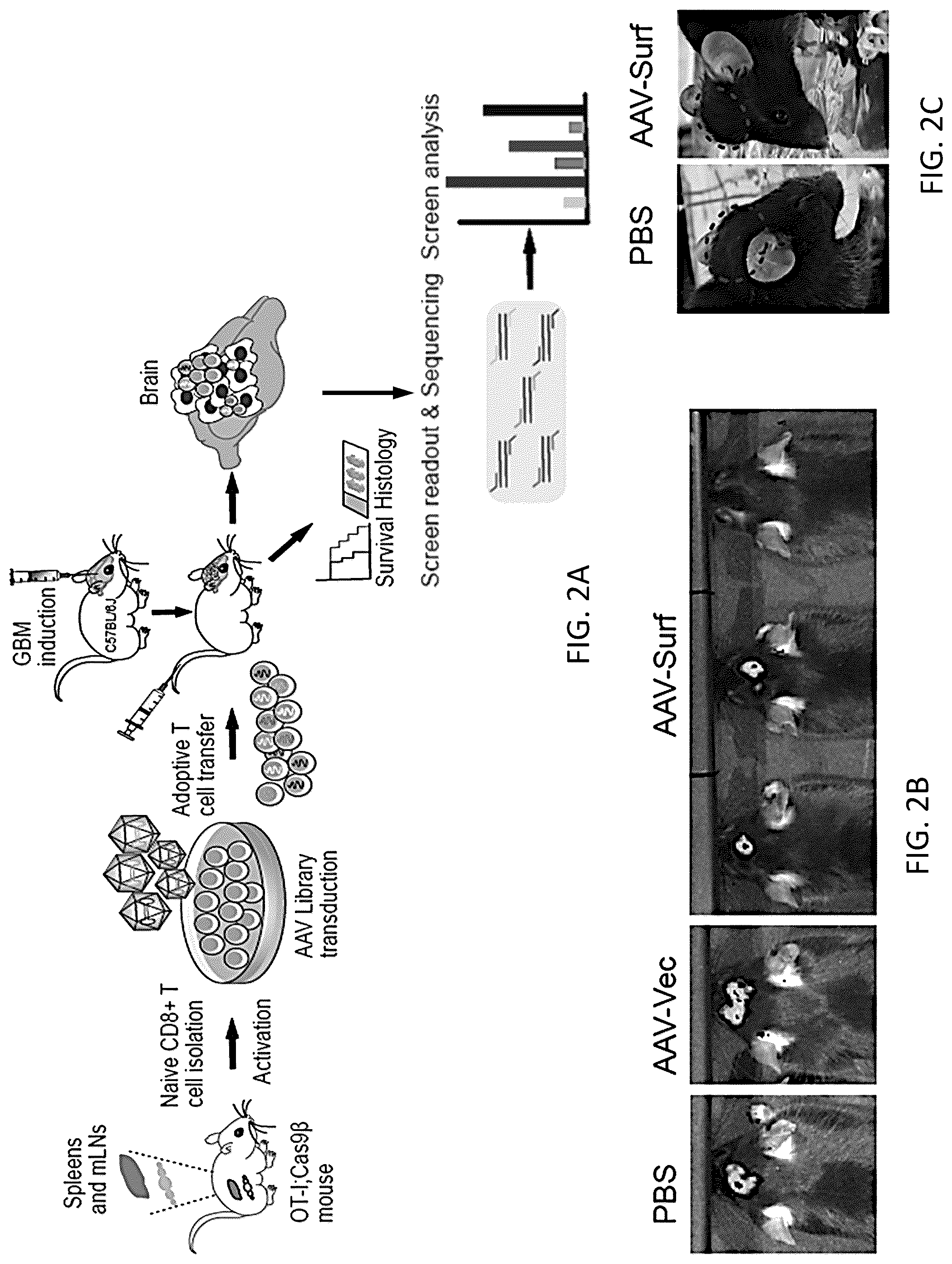 Patent US12297428 Figure 9 – Compositions for identification of membrane targets for enhancement of T cell activity against cancer