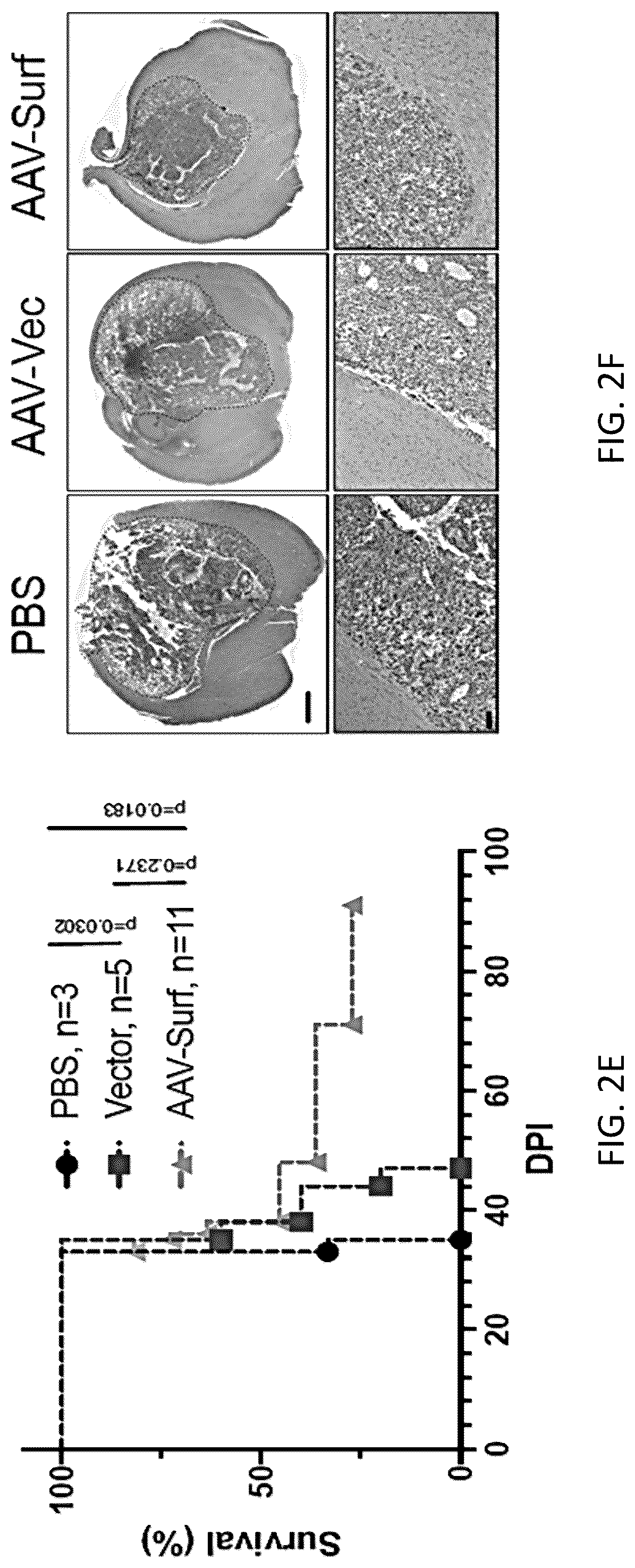 Patent US12297428 Figure 11 – Compositions for identification of membrane targets for enhancement of T cell activity against cancer