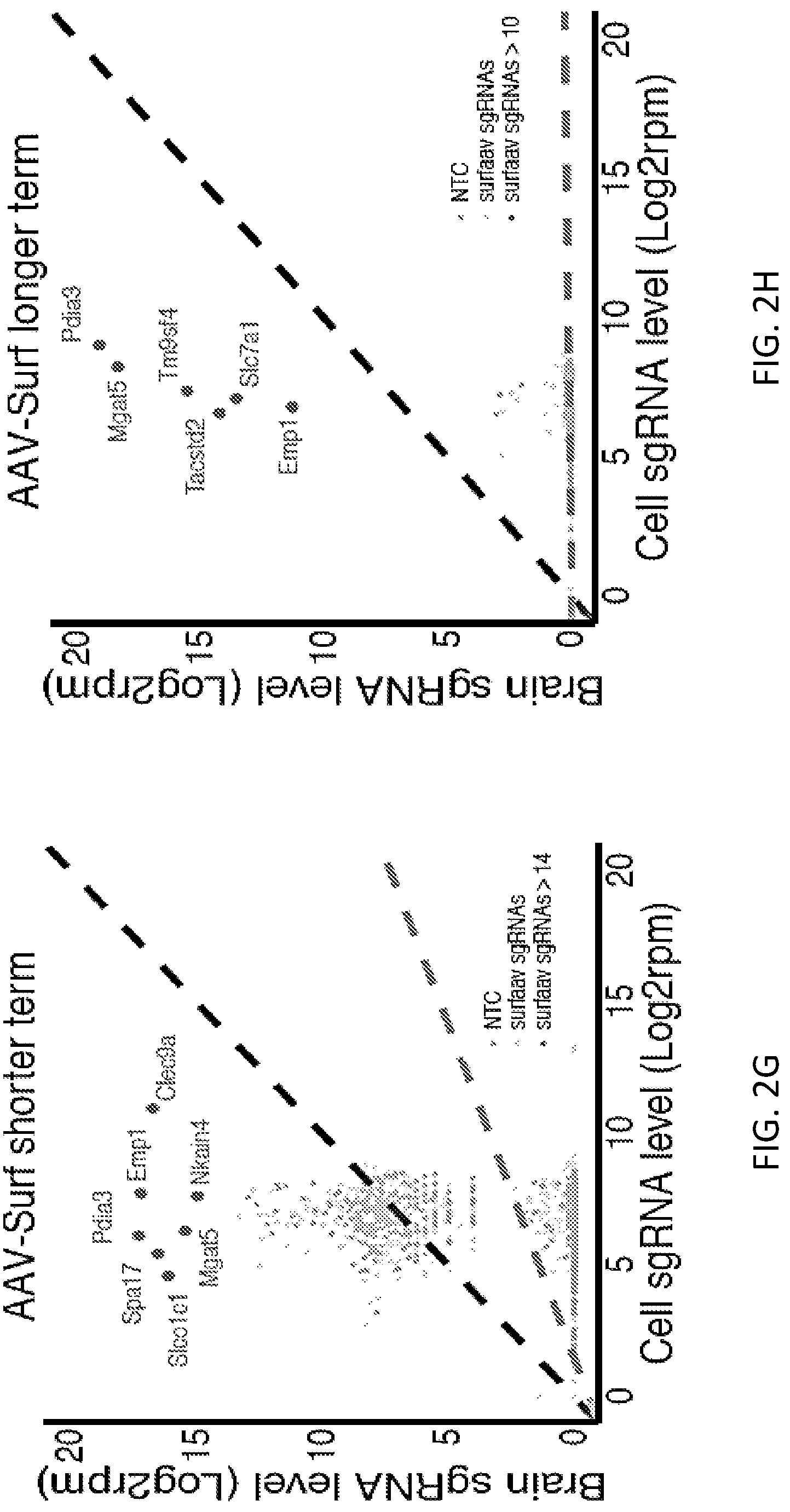 Patent US12297428 Figure 12 – Compositions for identification of membrane targets for enhancement of T cell activity against cancer