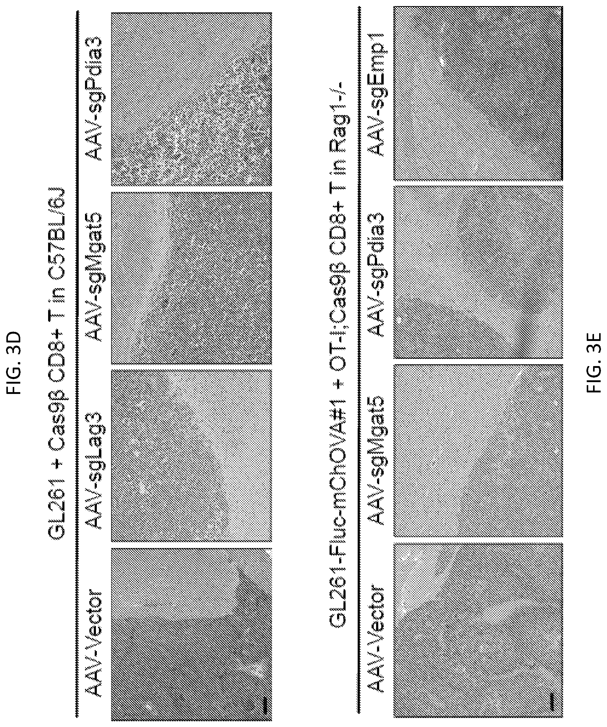 Patent US12297428 Figure 14 – Compositions for identification of membrane targets for enhancement of T cell activity against cancer