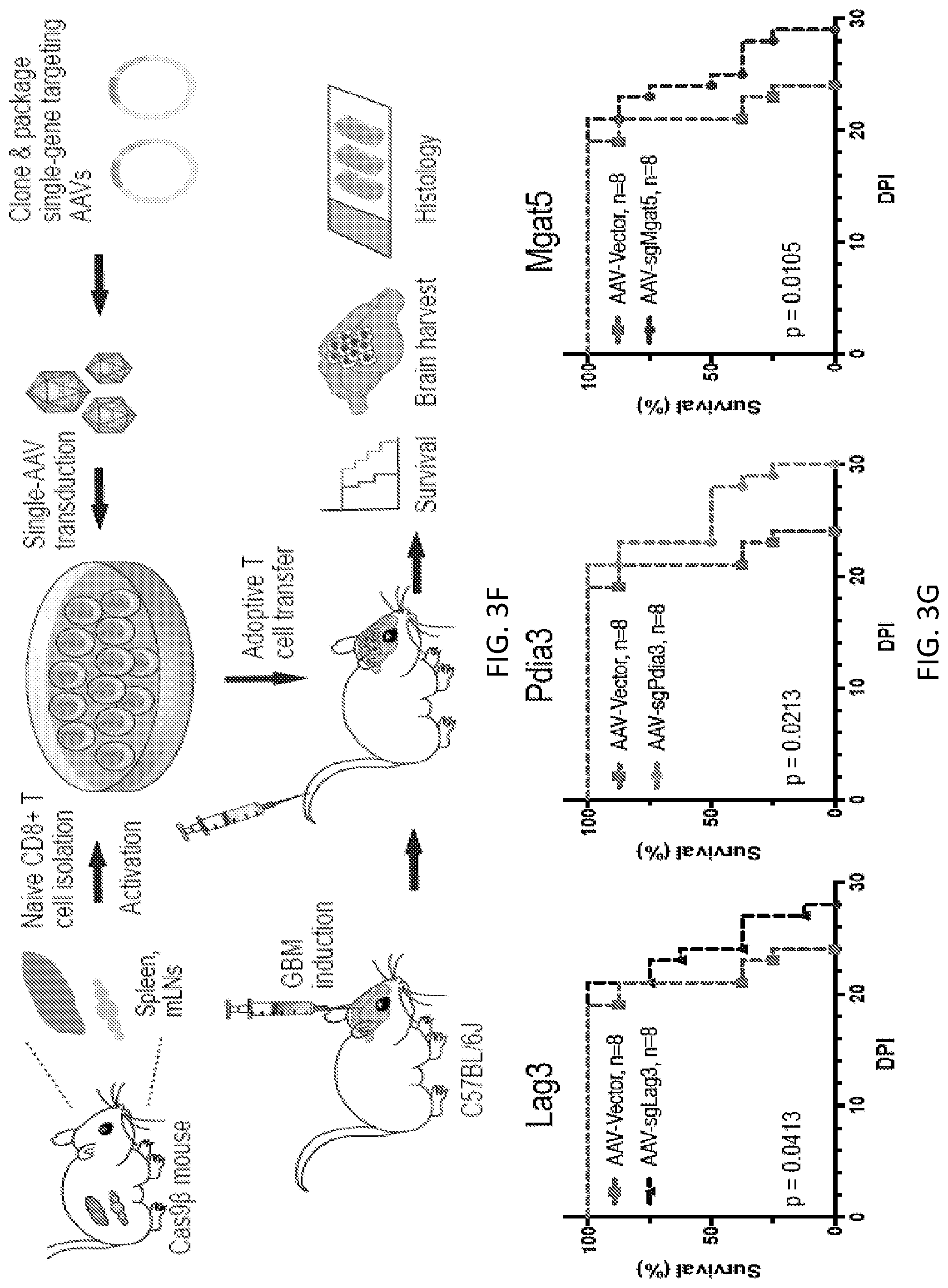 Patent US12297428 Figure 15 – Compositions for identification of membrane targets for enhancement of T cell activity against cancer