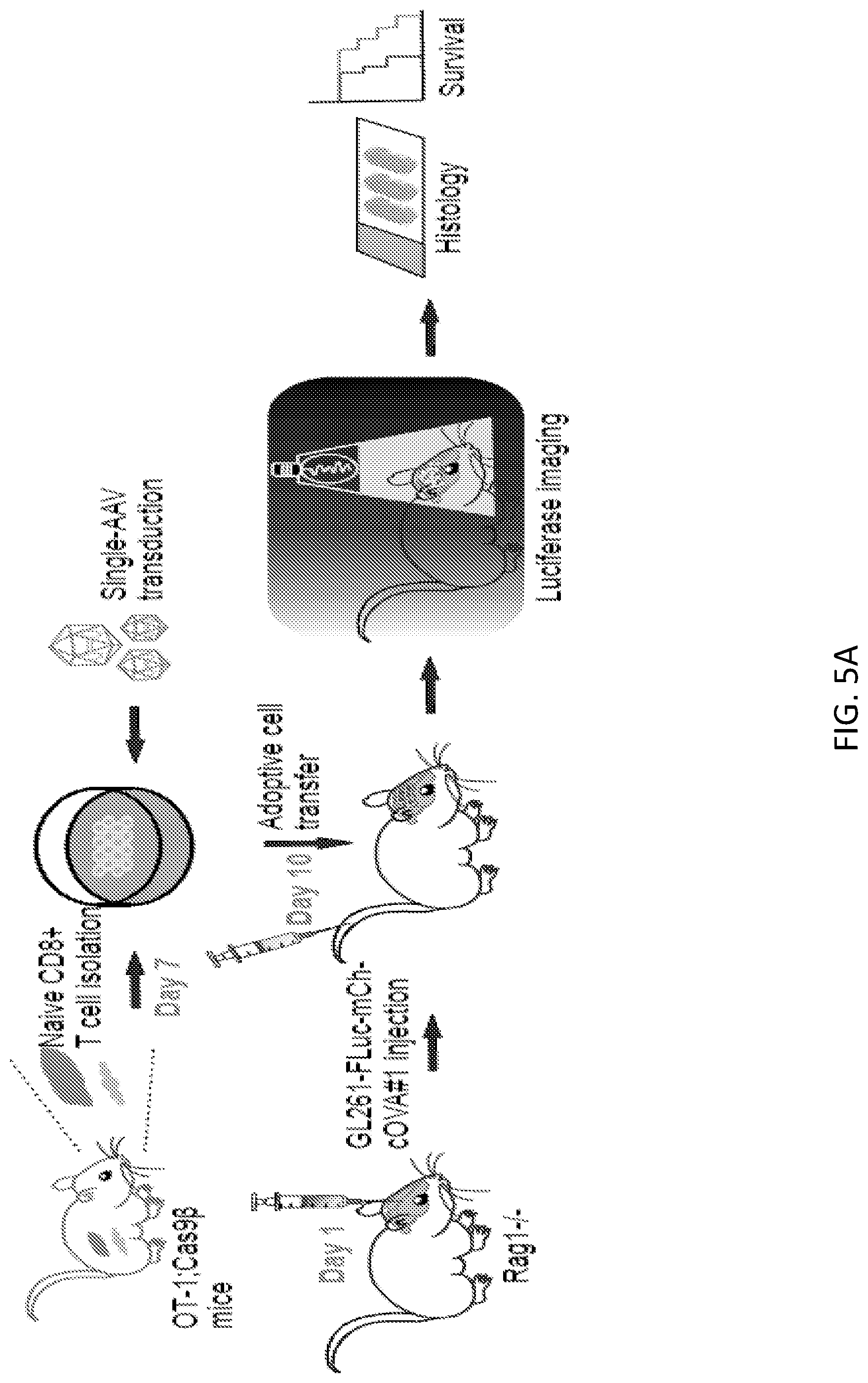 Patent US12297428 Figure 17 – Compositions for identification of membrane targets for enhancement of T cell activity against cancer