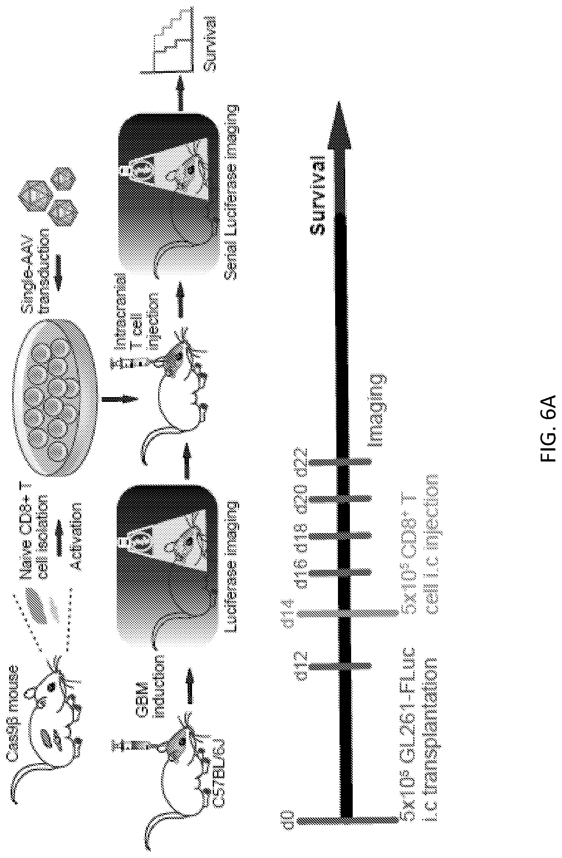 Patent US12297428 Figure 20 – Compositions for identification of membrane targets for enhancement of T cell activity against cancer