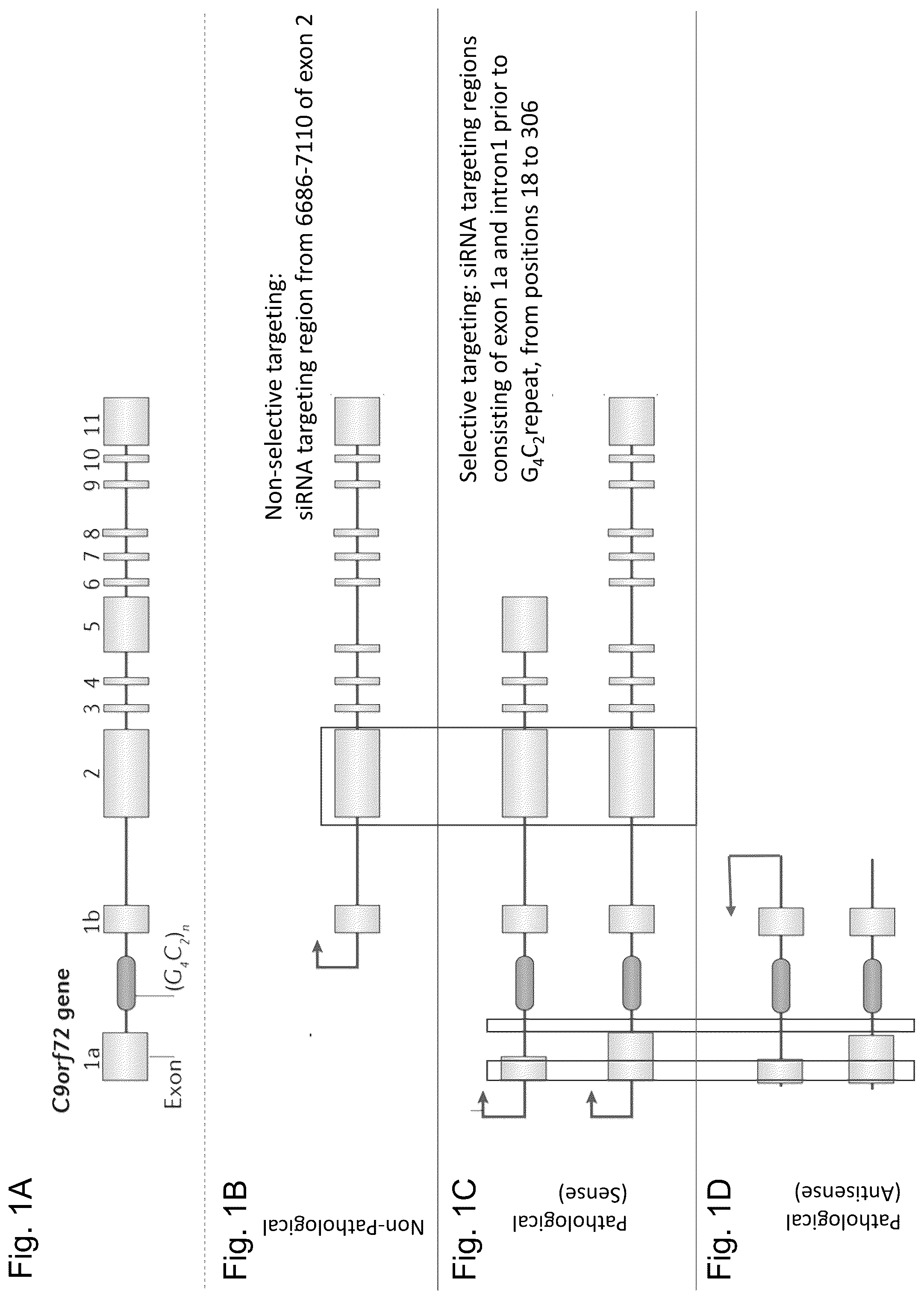 Patent US12297429 Figure 1 – Dual-acting siRNA based modulation of C9orf72