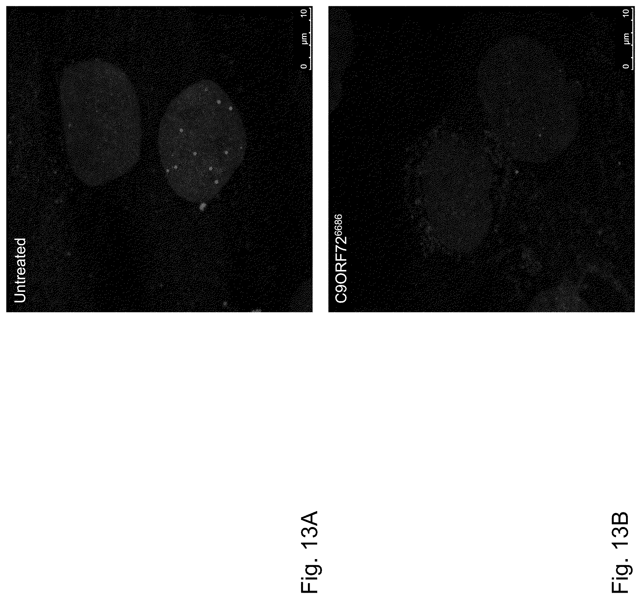 Patent US12297429 Figure 13 – Dual-acting siRNA based modulation of C9orf72