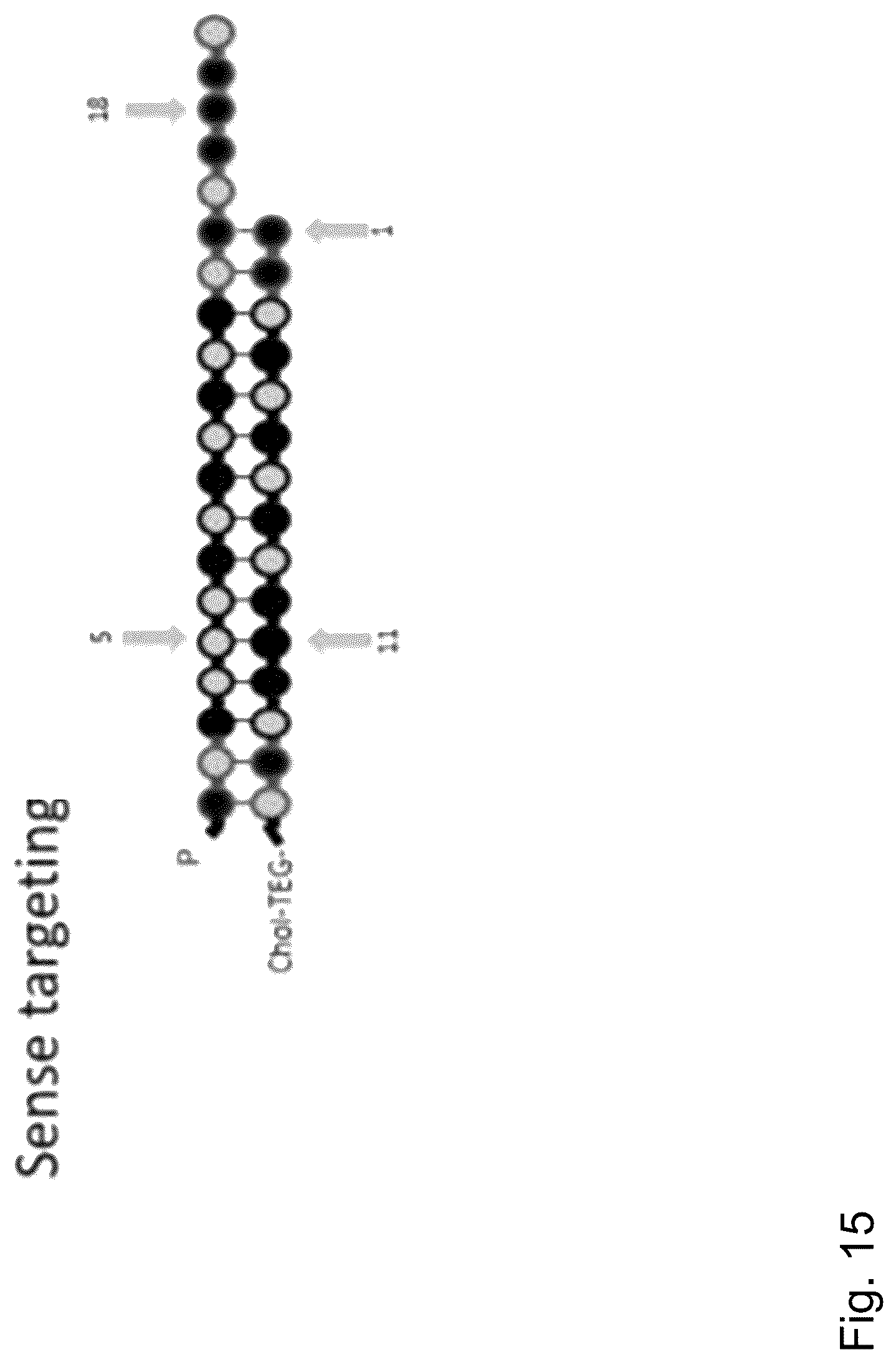Patent US12297429 Figure 15 – Dual-acting siRNA based modulation of C9orf72