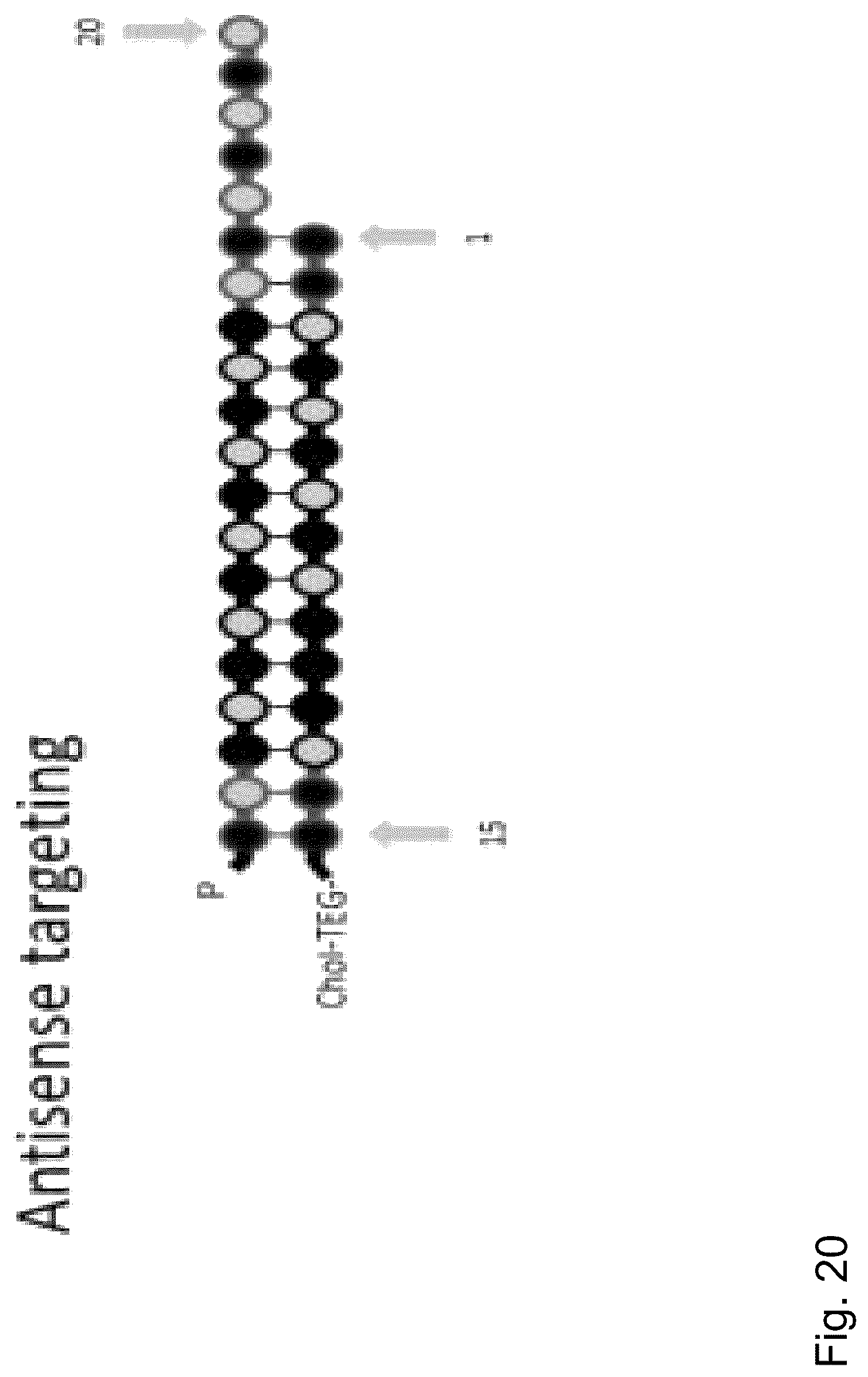 Patent US12297429 Figure 20 – Dual-acting siRNA based modulation of C9orf72