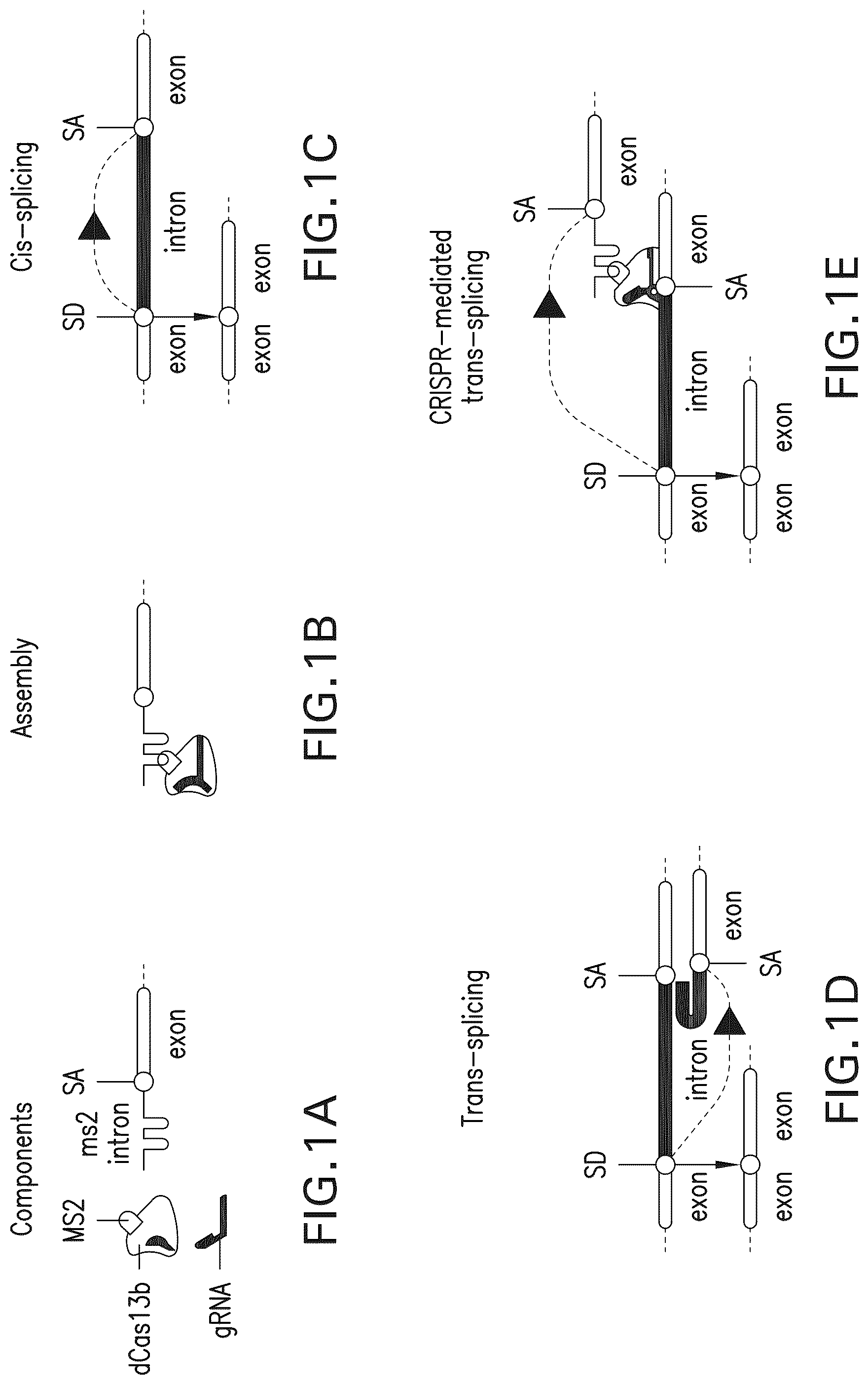 Patent US12297433 Figure 1 – Targeted trans-splicing using CRISPR/Cas13