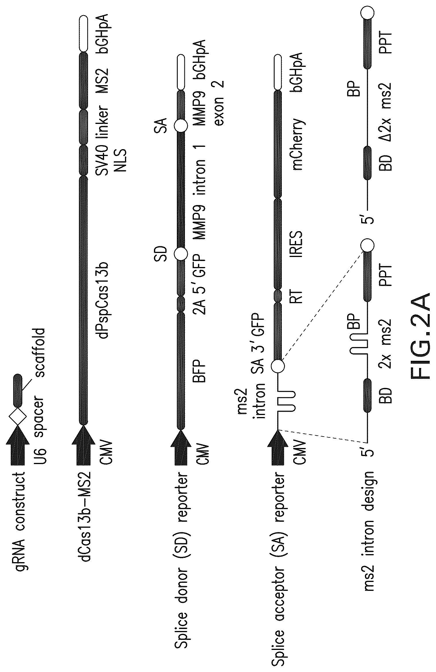 Patent US12297433 Figure 2 – Targeted trans-splicing using CRISPR/Cas13