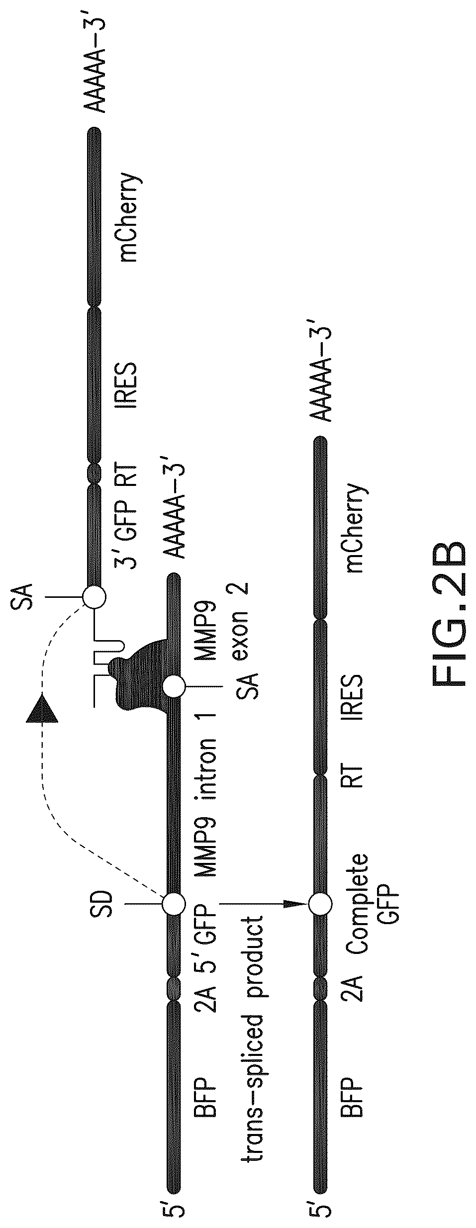 Patent US12297433 Figure 3 – Targeted trans-splicing using CRISPR/Cas13