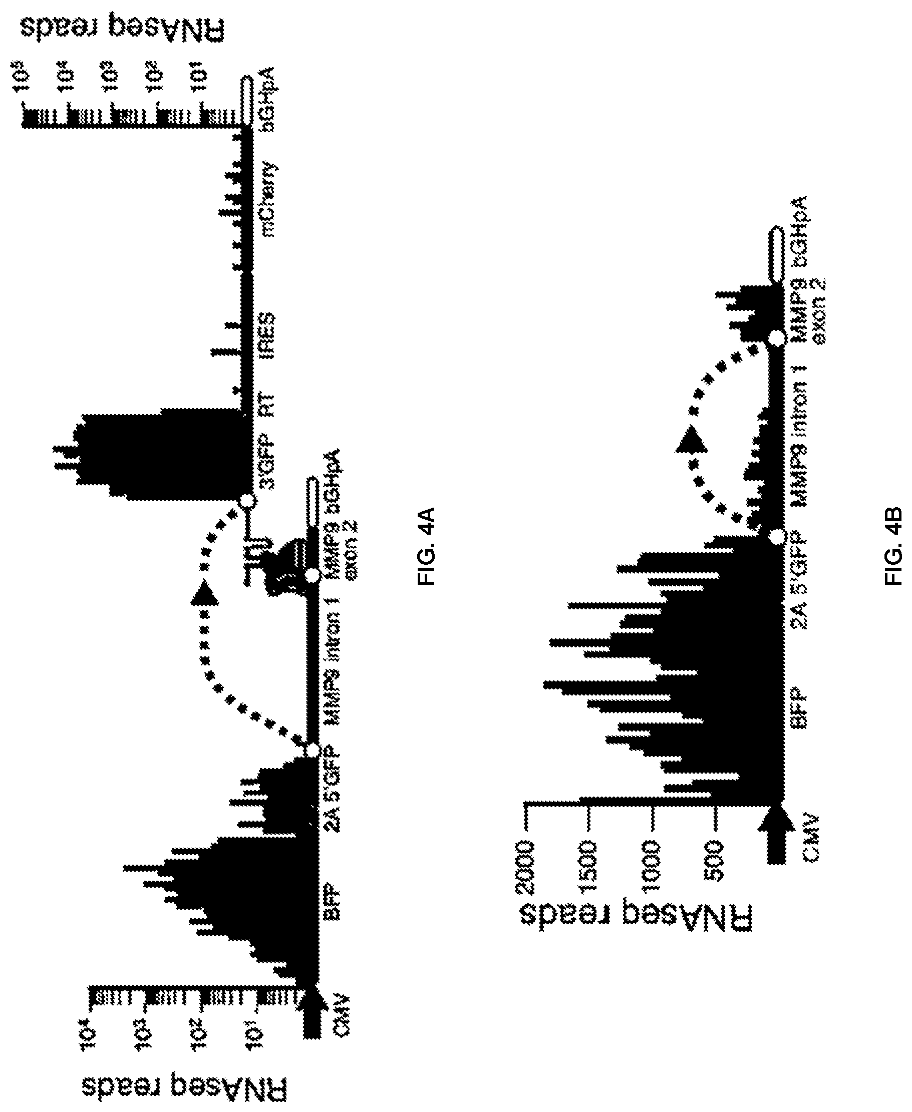 Patent US12297433 Figure 6 – Targeted trans-splicing using CRISPR/Cas13