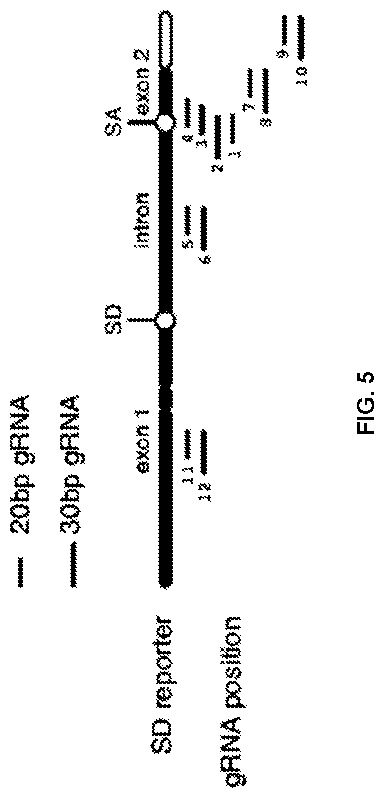 Patent US12297433 Figure 7 – Targeted trans-splicing using CRISPR/Cas13