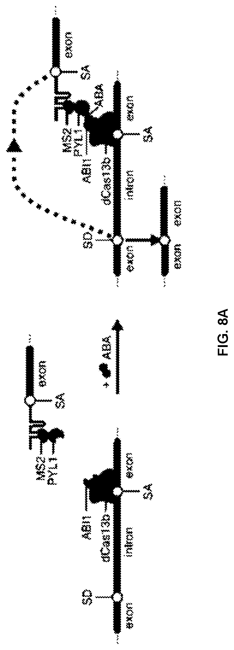 Patent US12297433 Figure 11 – Targeted trans-splicing using CRISPR/Cas13
