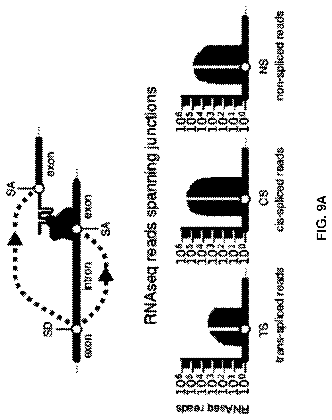 Patent US12297433 Figure 14 – Targeted trans-splicing using CRISPR/Cas13