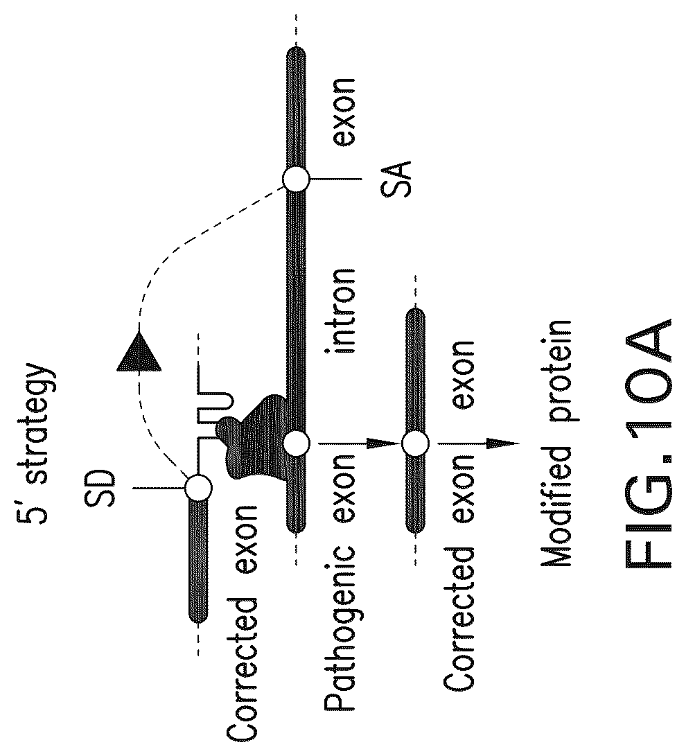Patent US12297433 Figure 17 – Targeted trans-splicing using CRISPR/Cas13