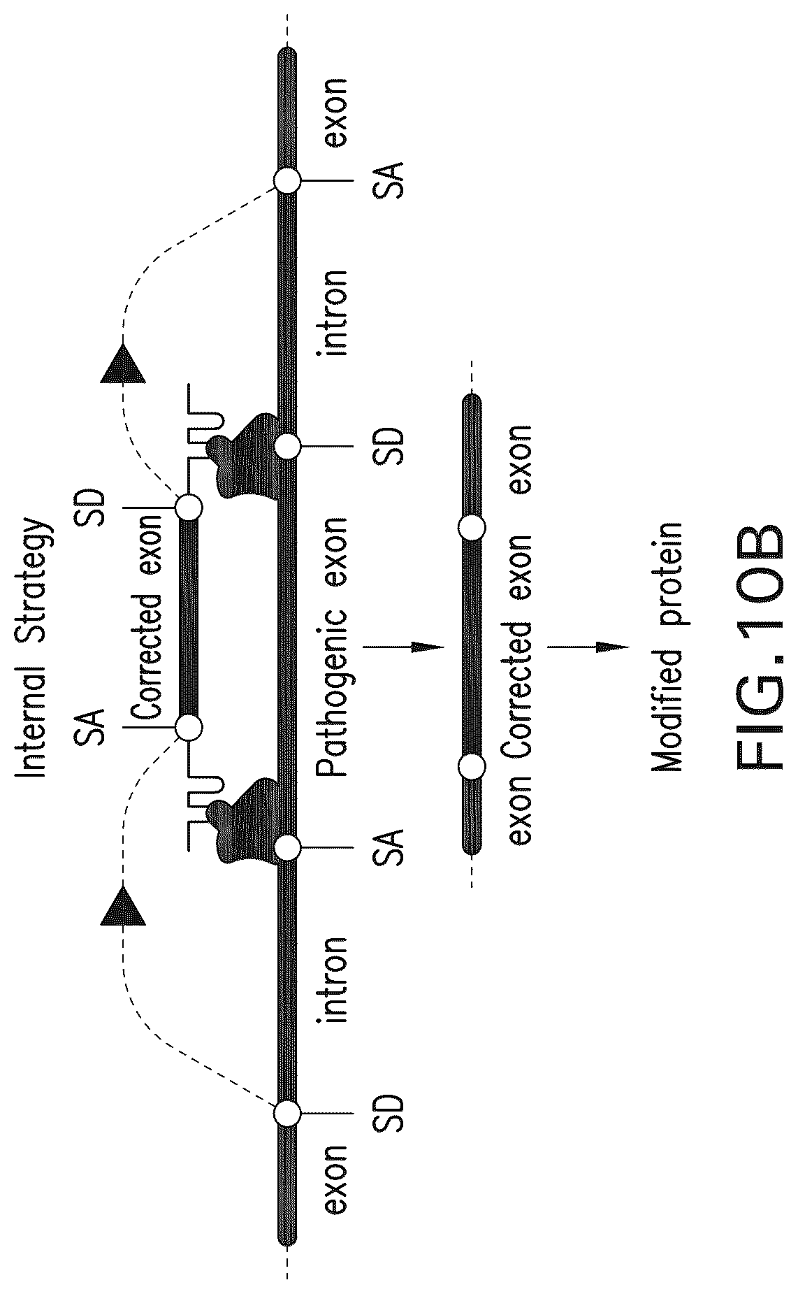 Patent US12297433 Figure 18 – Targeted trans-splicing using CRISPR/Cas13