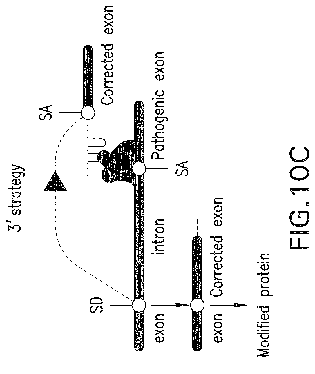 Patent US12297433 Figure 19 – Targeted trans-splicing using CRISPR/Cas13