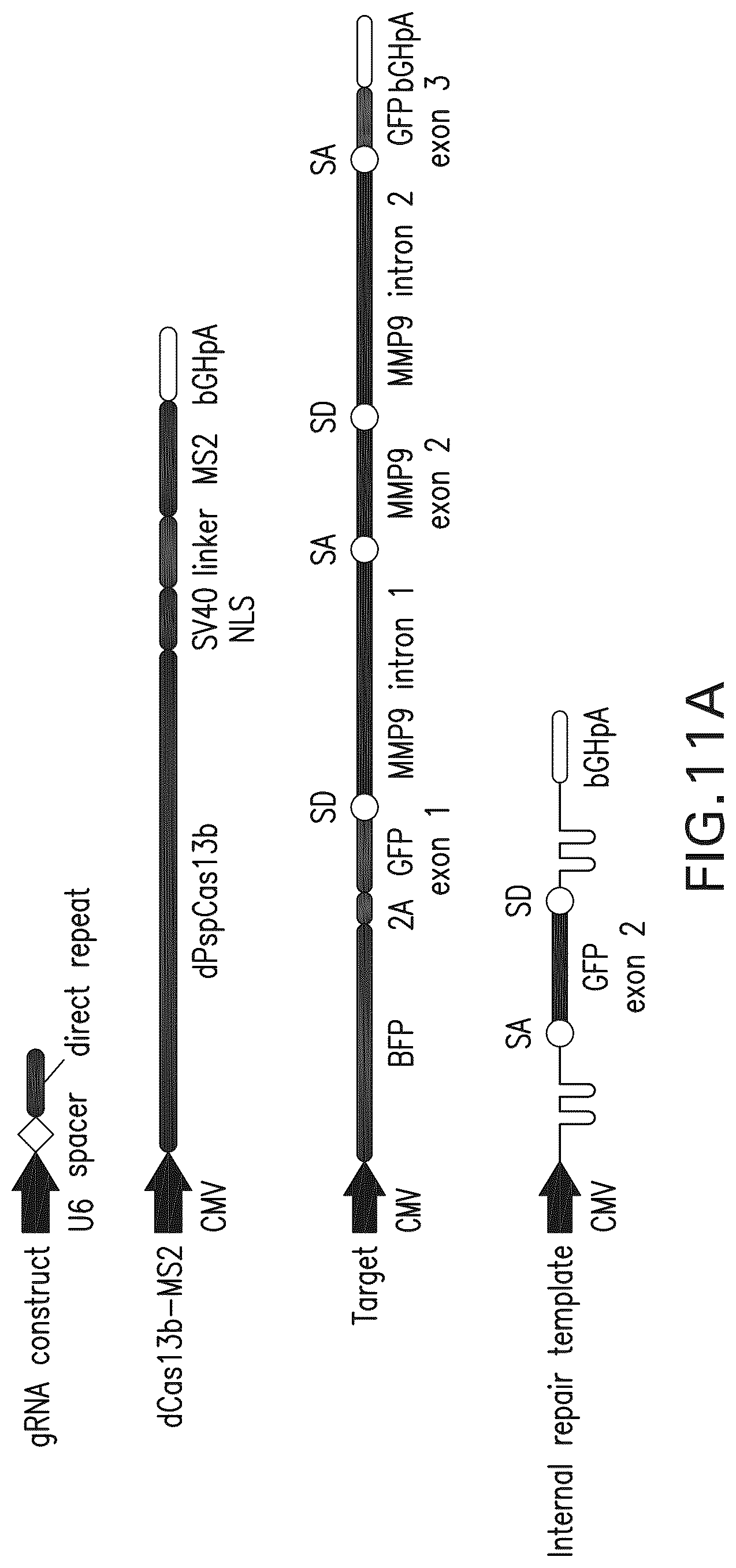 Patent US12297433 Figure 20 – Targeted trans-splicing using CRISPR/Cas13