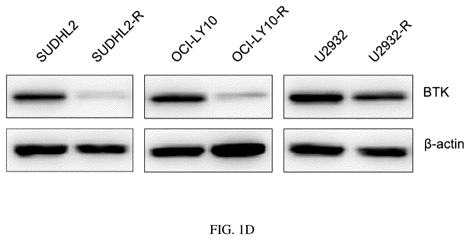 Patent US12297434 Figure 4 – Biomarker for predicting drug resistance of bruton's tyrosine kinase inhibitors and application thereof