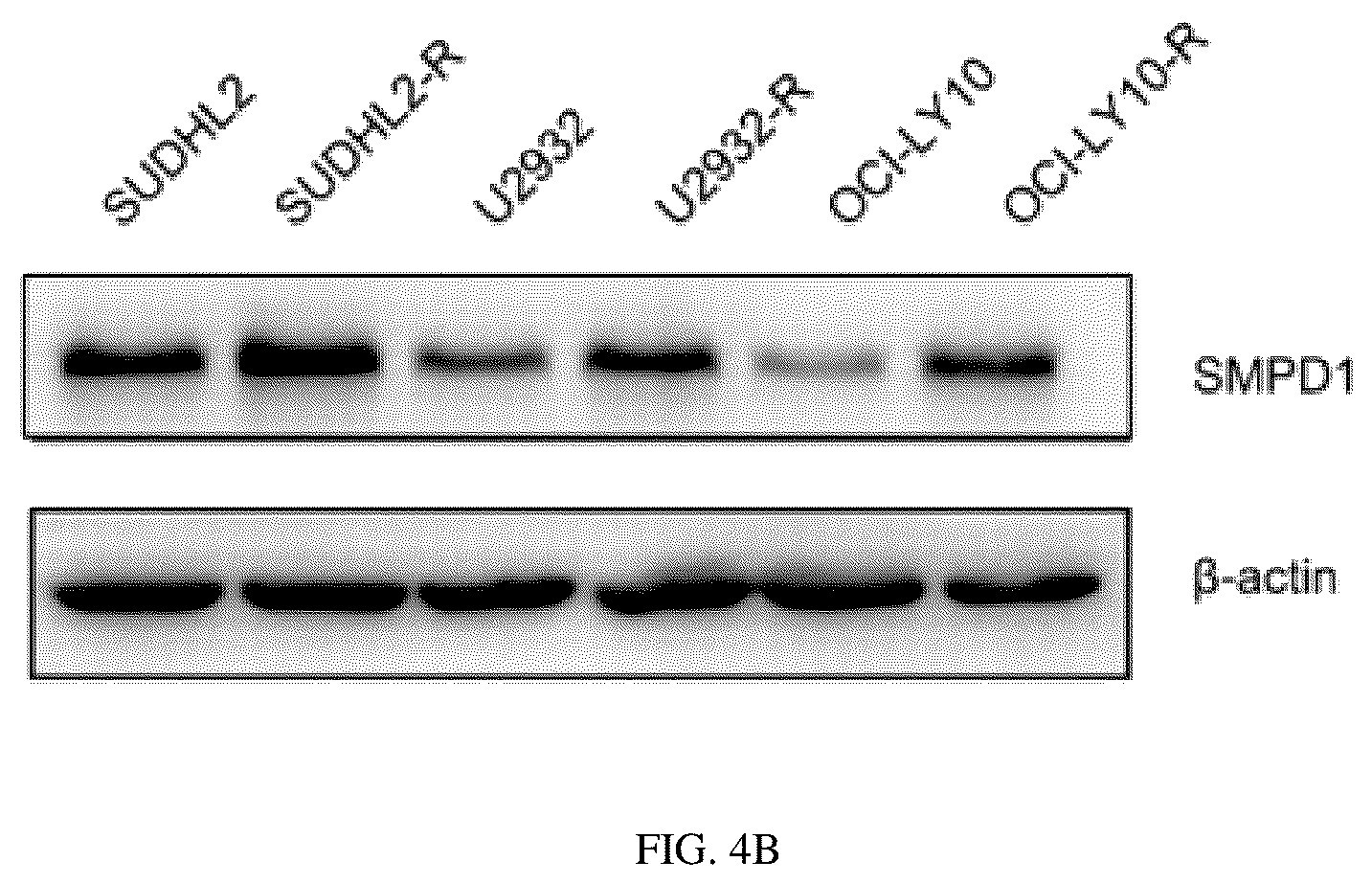 Patent US12297434 Figure 14 – Biomarker for predicting drug resistance of bruton's tyrosine kinase inhibitors and application thereof