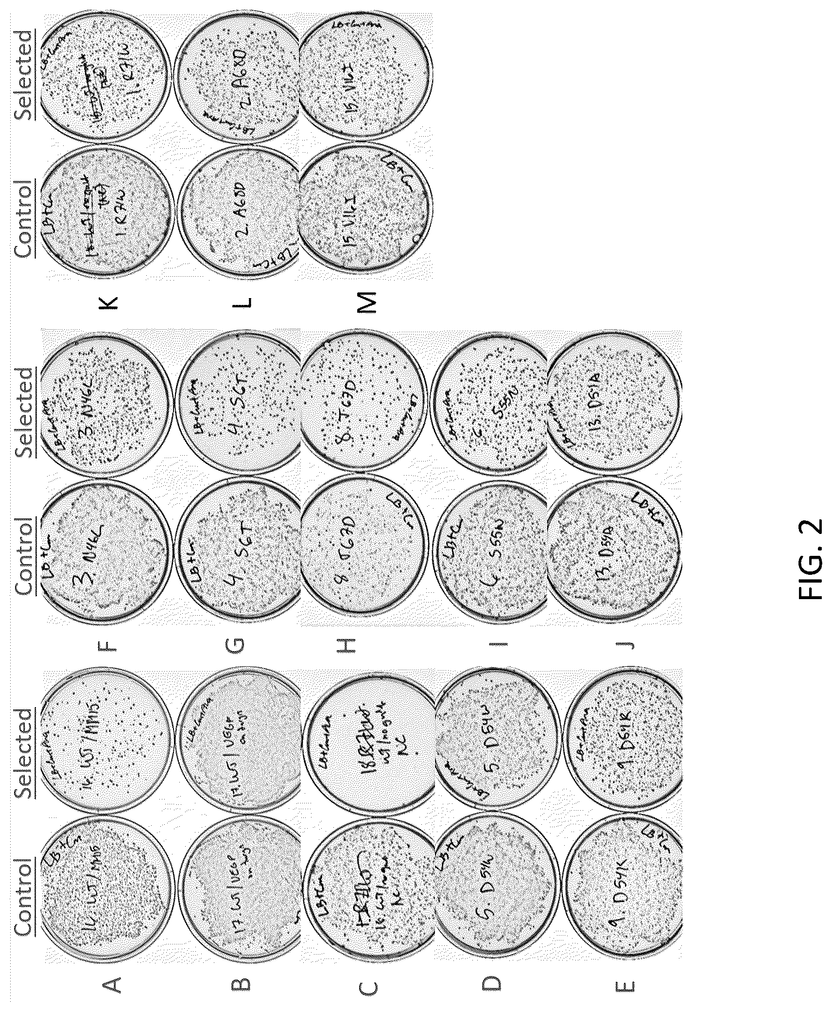 Patent US12297435 Figure 2 – Mutations in Streptococcus pyogenes Cas9 discovered by broad scanning mutagenesis demonstrate enhancement of DNA cleavage activity