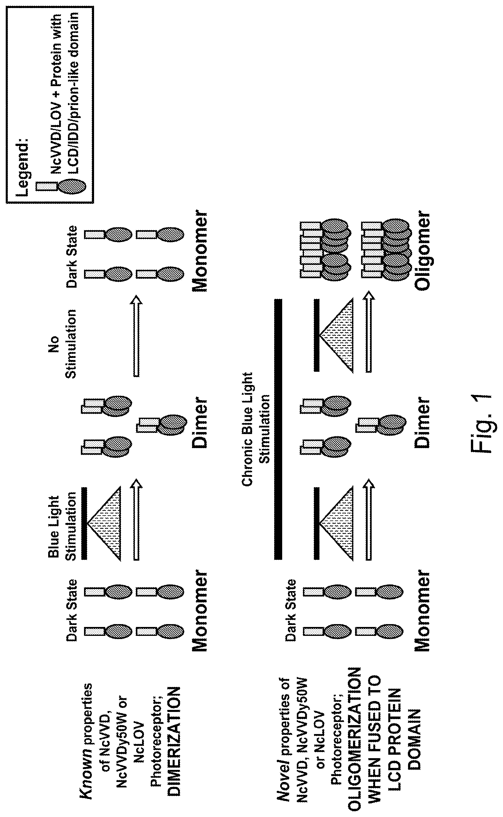 Patent US12297437 Figure 1 – Optogenetic induction of membraneless organelles