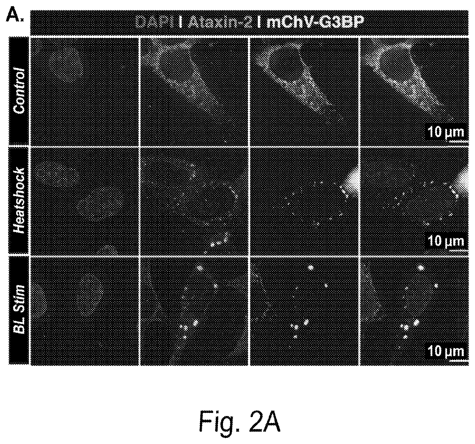 Patent US12297437 Figure 2 – Optogenetic induction of membraneless organelles