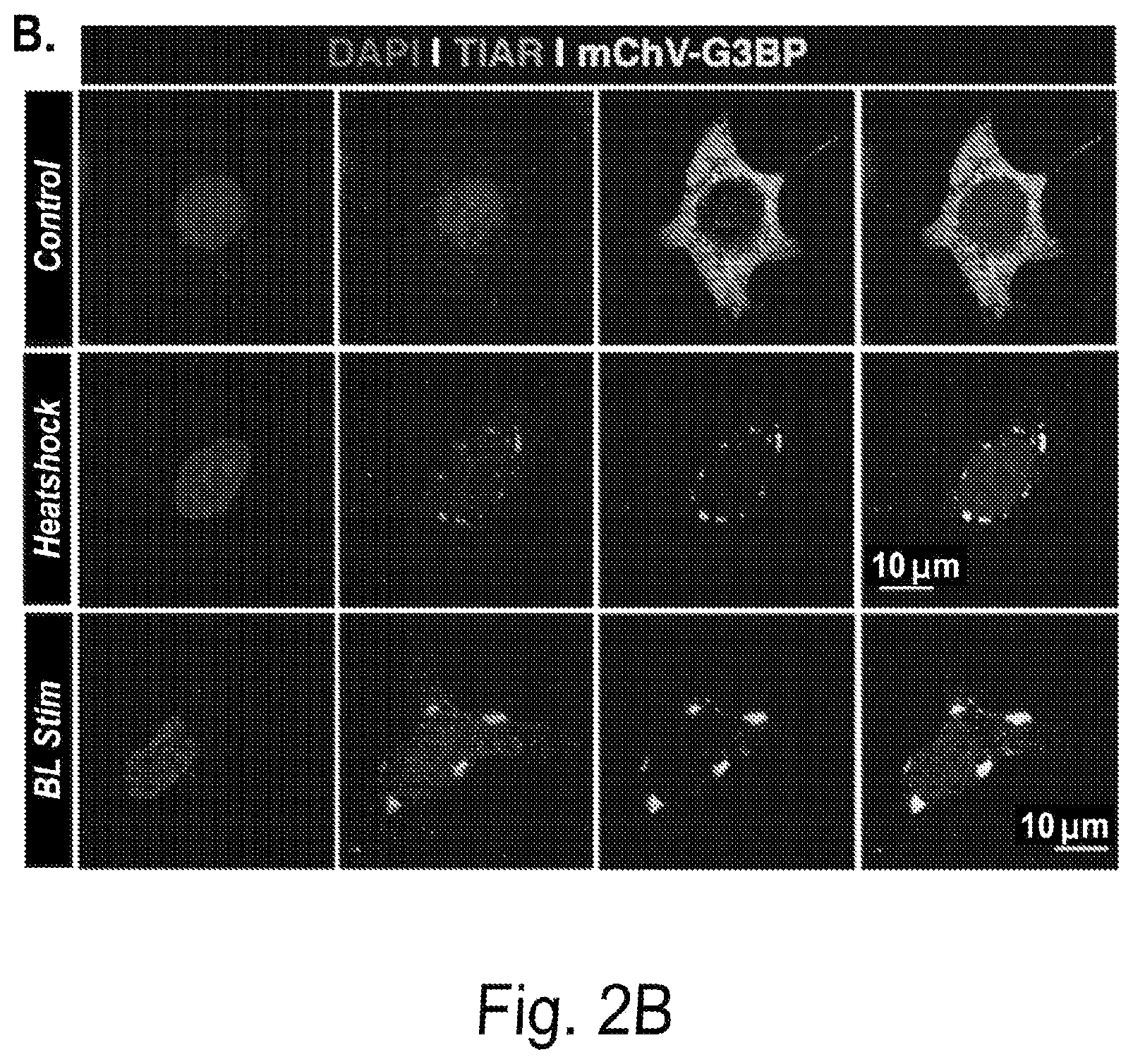 Patent US12297437 Figure 3 – Optogenetic induction of membraneless organelles