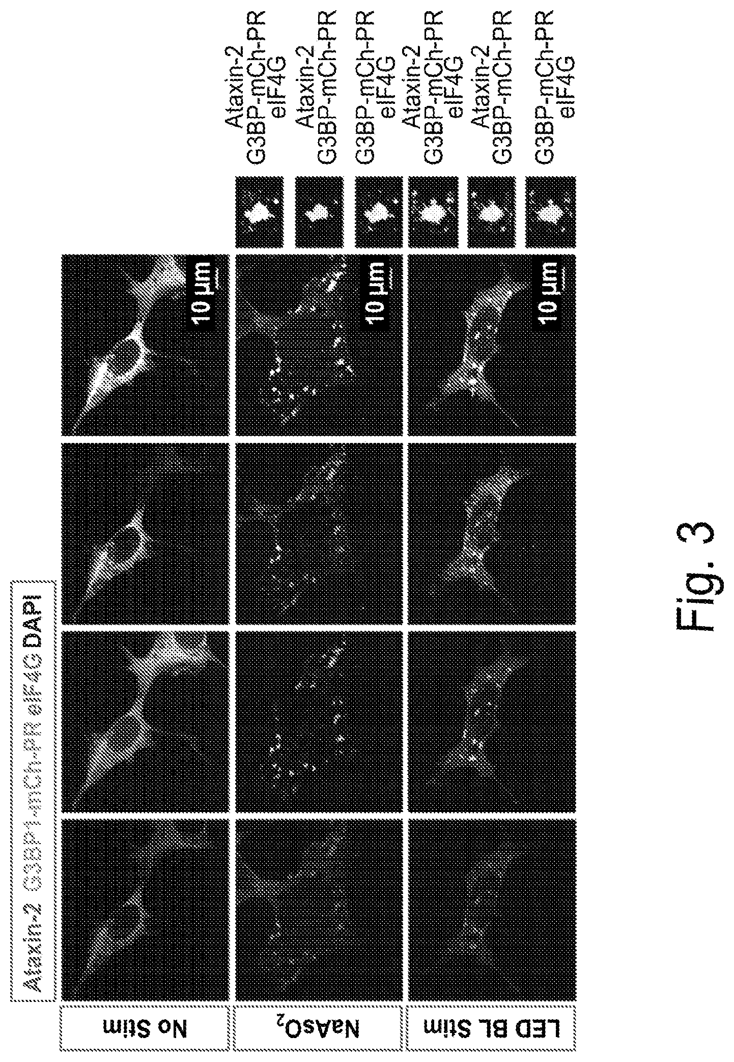 Patent US12297437 Figure 4 – Optogenetic induction of membraneless organelles