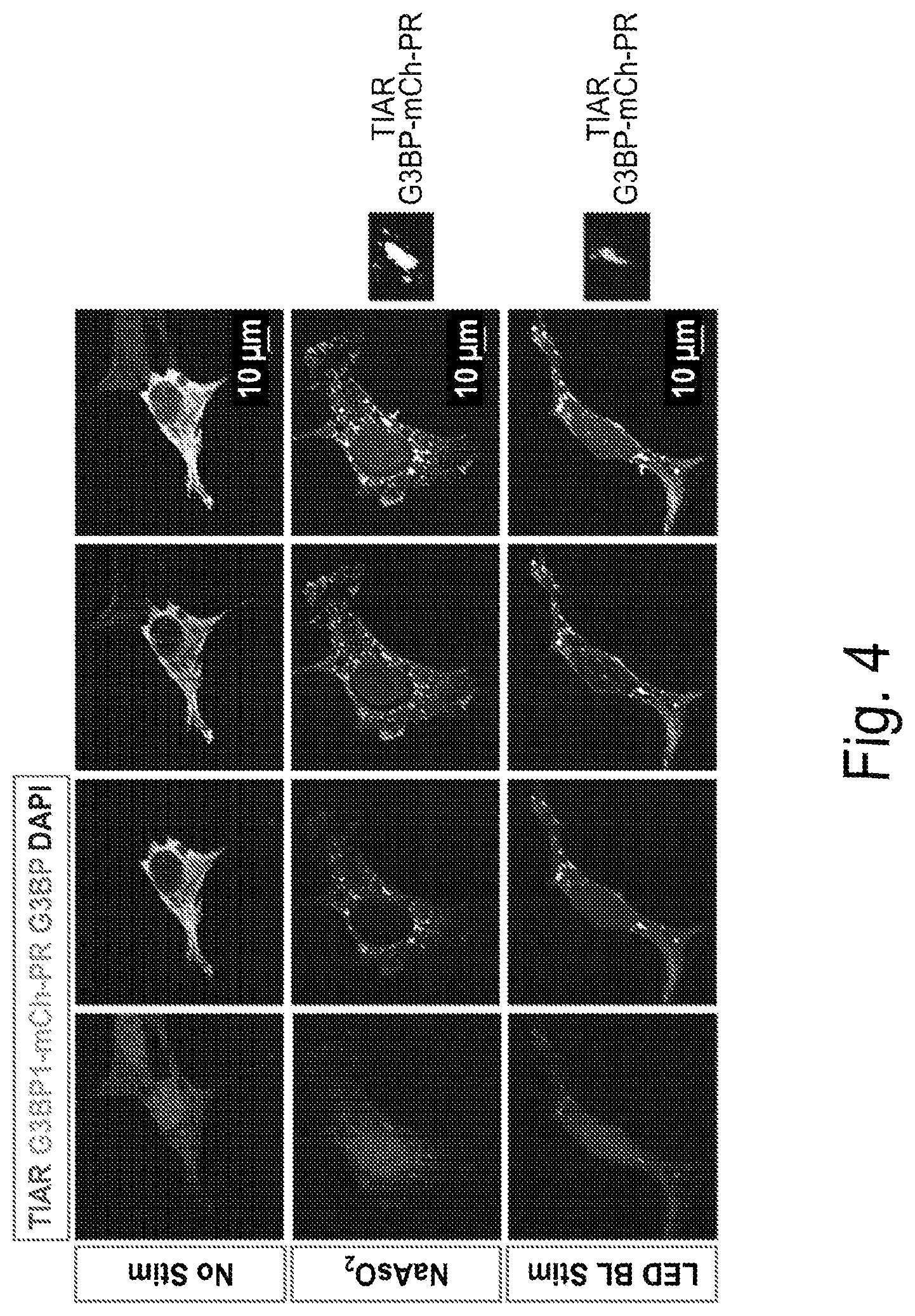 Patent US12297437 Figure 5 – Optogenetic induction of membraneless organelles