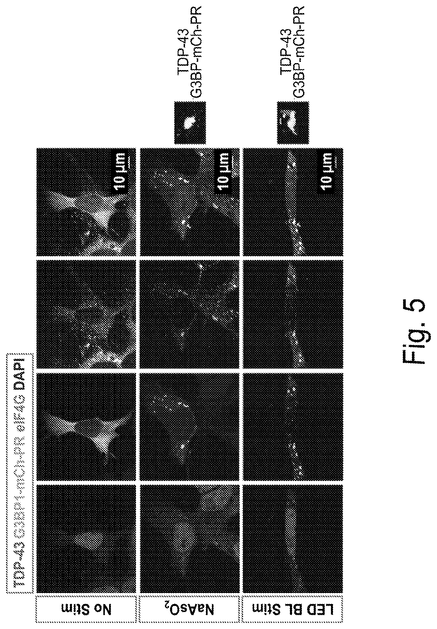Patent US12297437 Figure 6 – Optogenetic induction of membraneless organelles