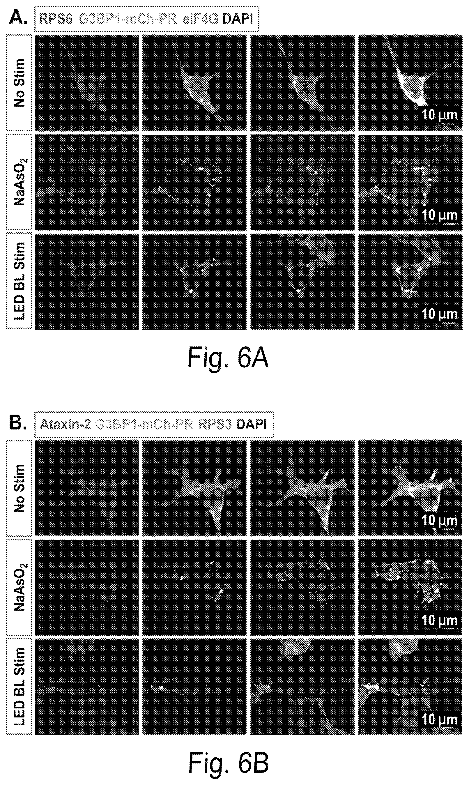Patent US12297437 Figure 7 – Optogenetic induction of membraneless organelles