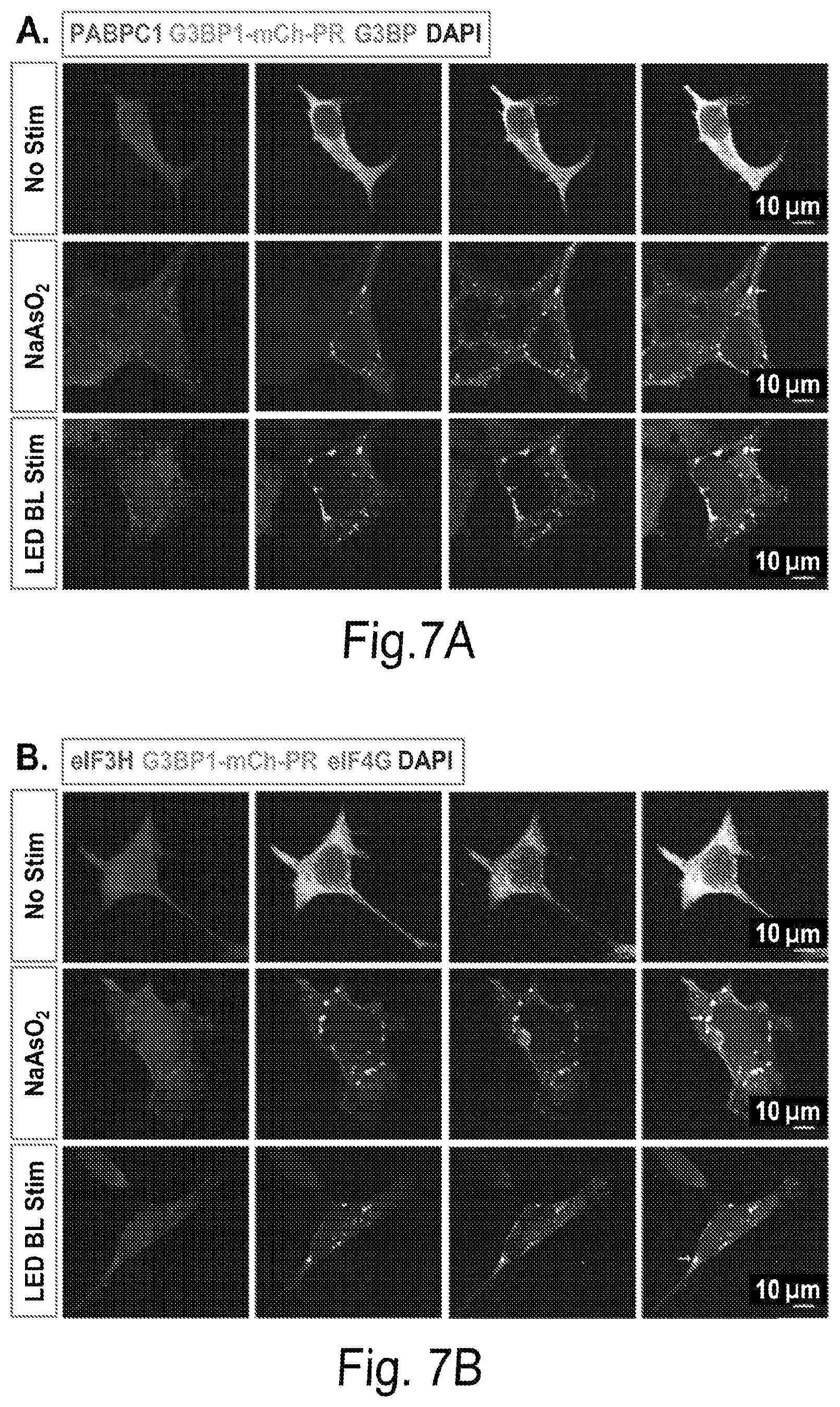 Patent US12297437 Figure 8 – Optogenetic induction of membraneless organelles