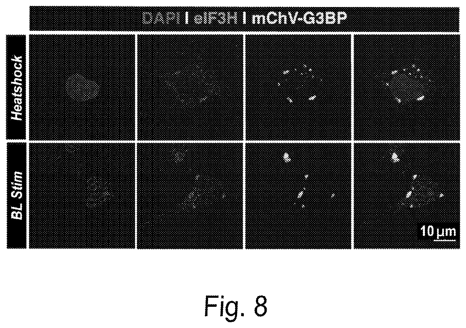 Patent US12297437 Figure 9 – Optogenetic induction of membraneless organelles