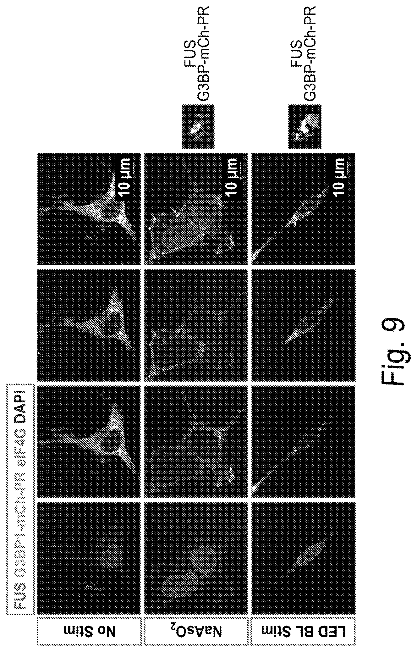 Patent US12297437 Figure 10 – Optogenetic induction of membraneless organelles