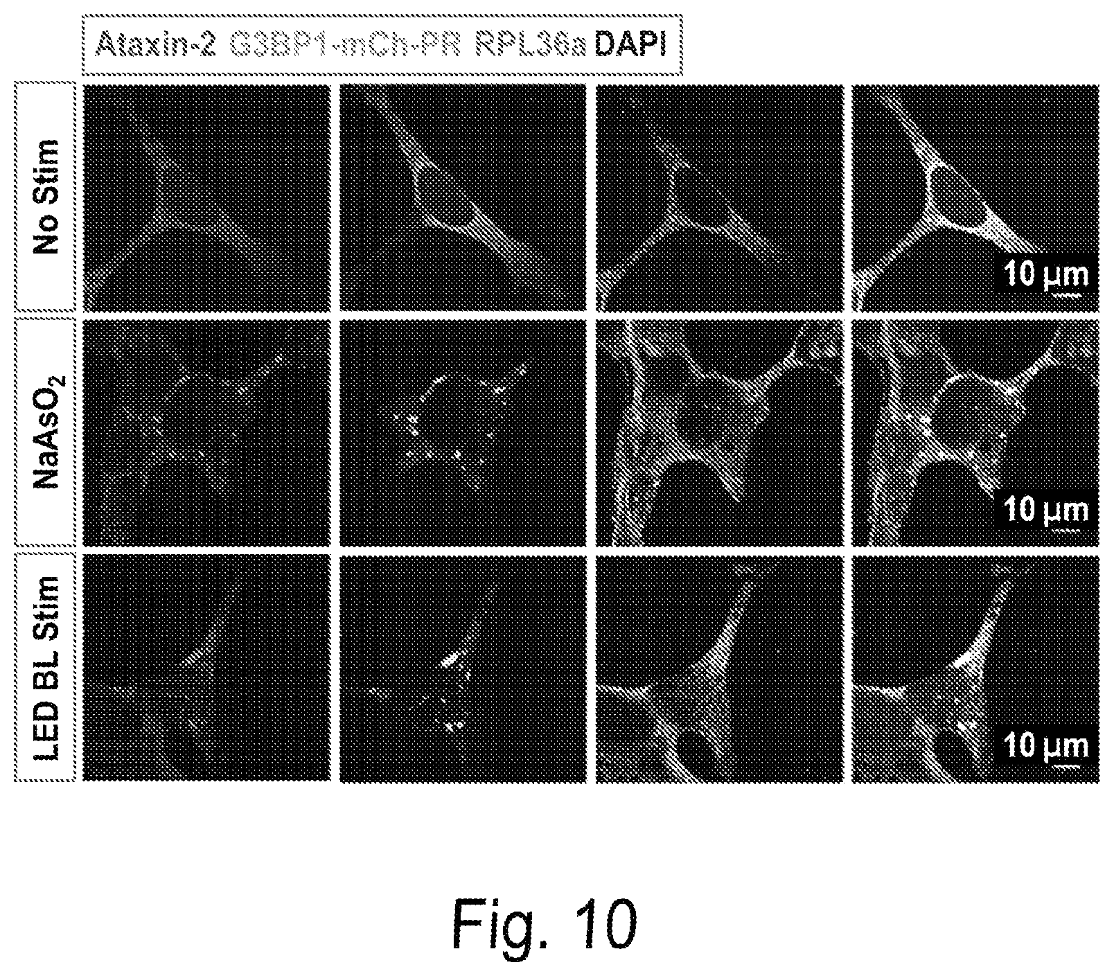 Patent US12297437 Figure 11 – Optogenetic induction of membraneless organelles