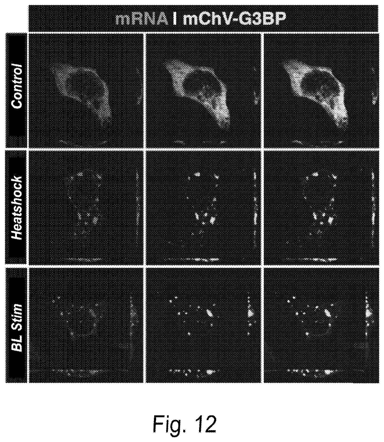 Patent US12297437 Figure 13 – Optogenetic induction of membraneless organelles