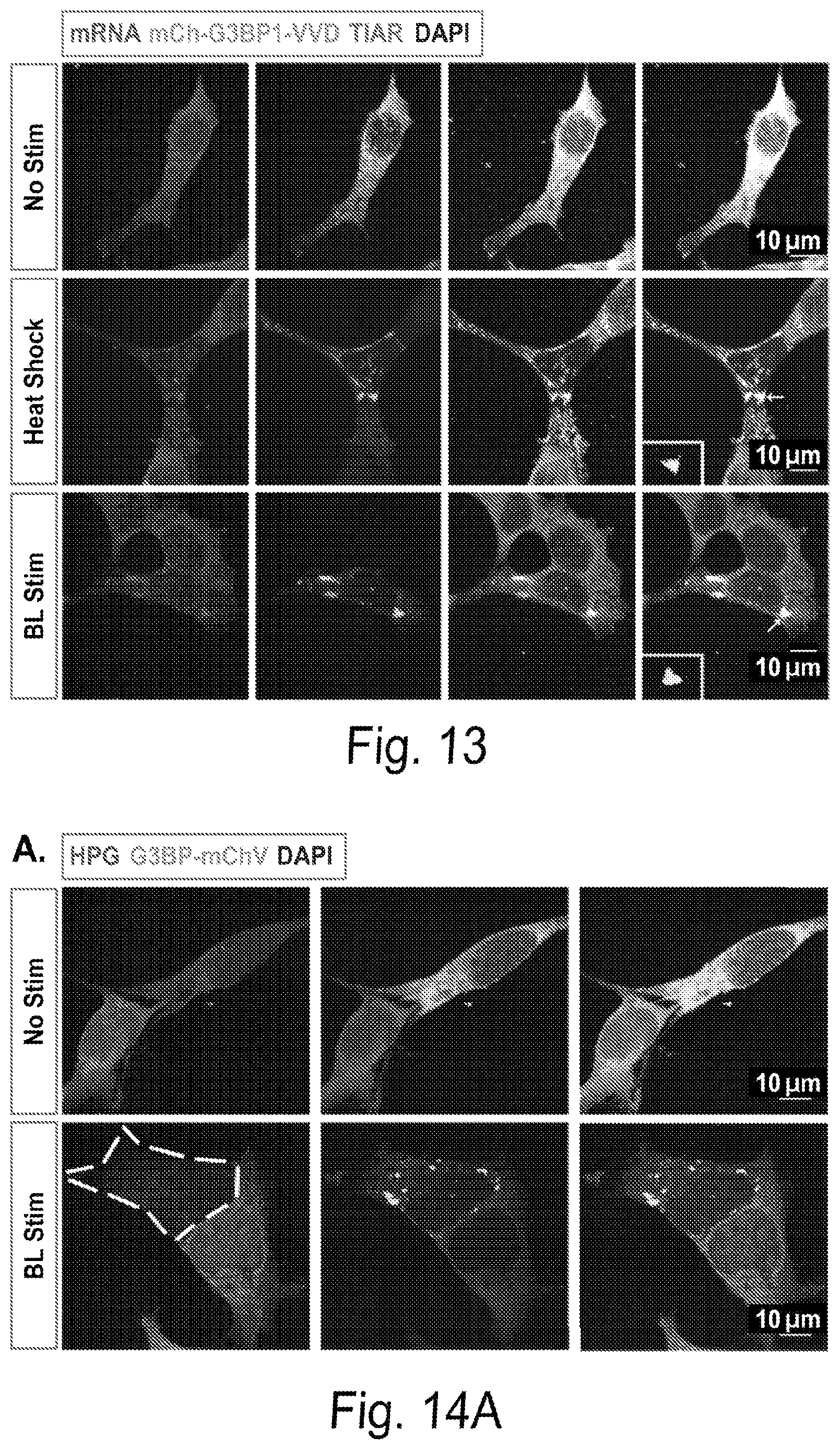 Patent US12297437 Figure 14 – Optogenetic induction of membraneless organelles