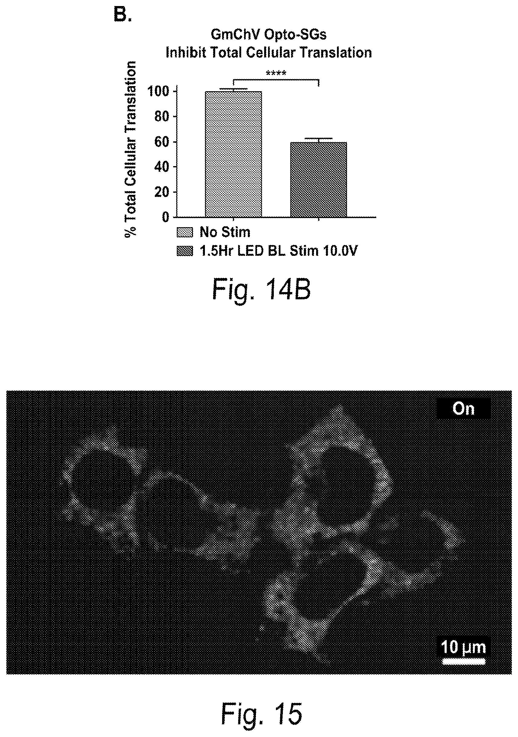 Patent US12297437 Figure 15 – Optogenetic induction of membraneless organelles
