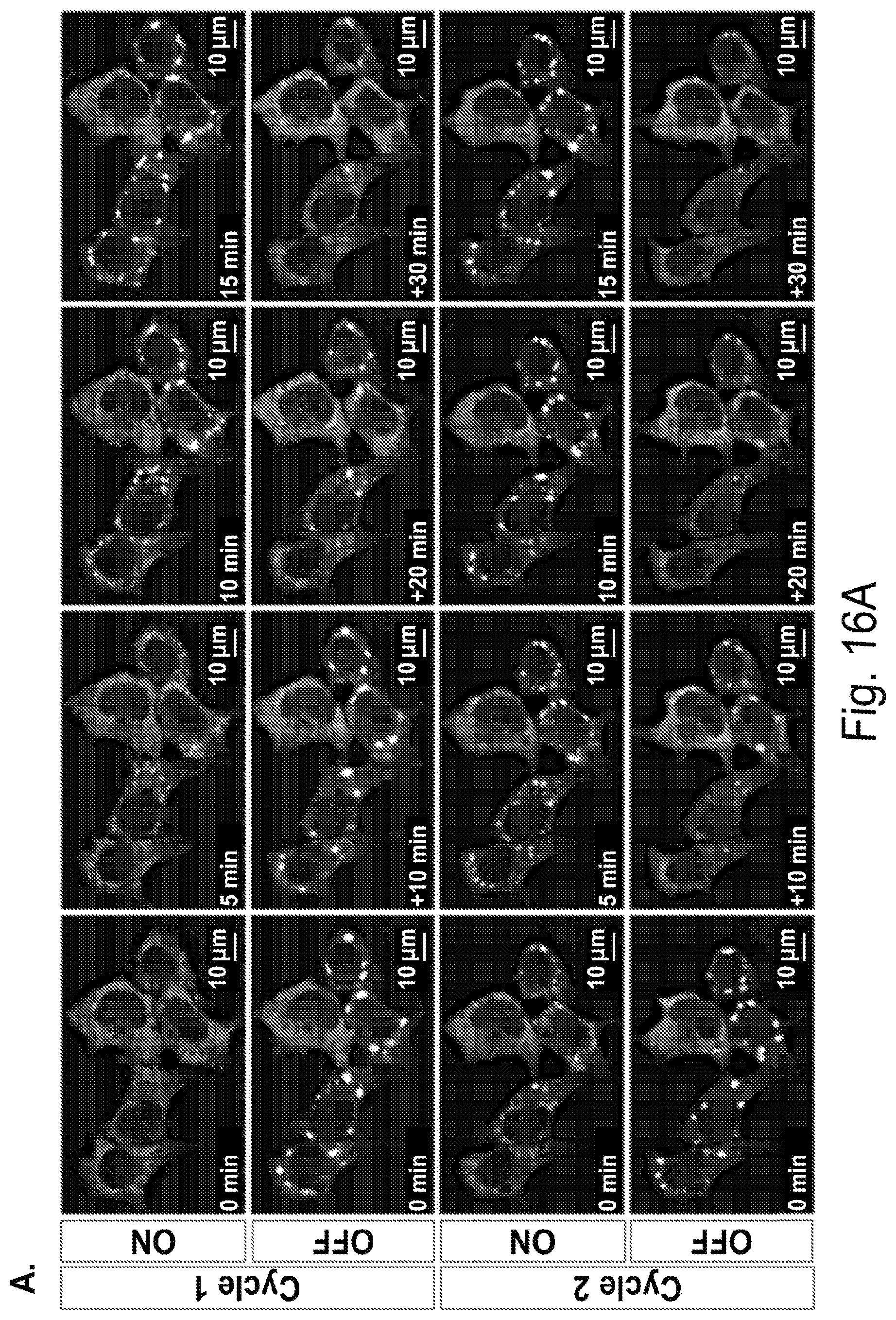 Patent US12297437 Figure 16 – Optogenetic induction of membraneless organelles