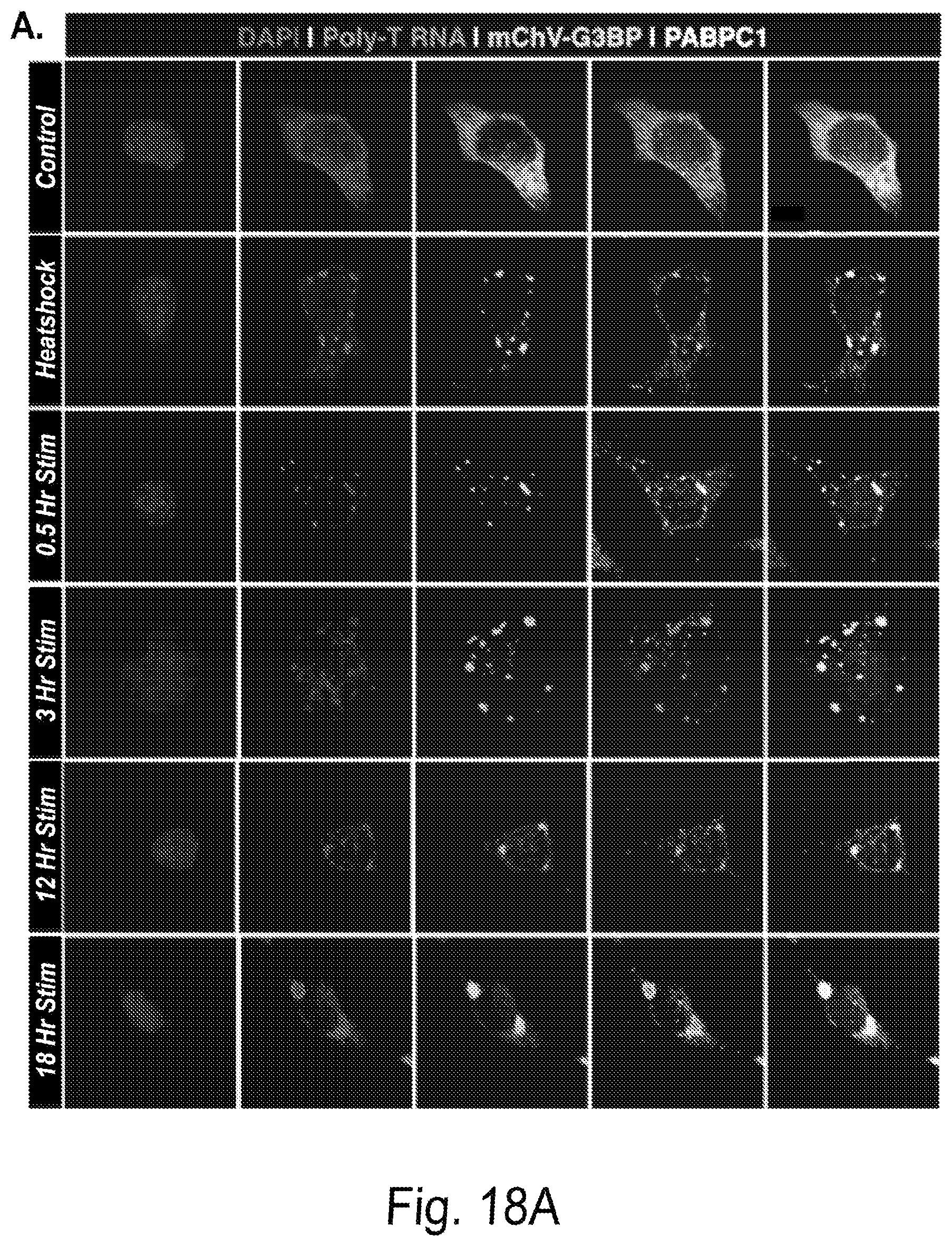 Patent US12297437 Figure 20 – Optogenetic induction of membraneless organelles