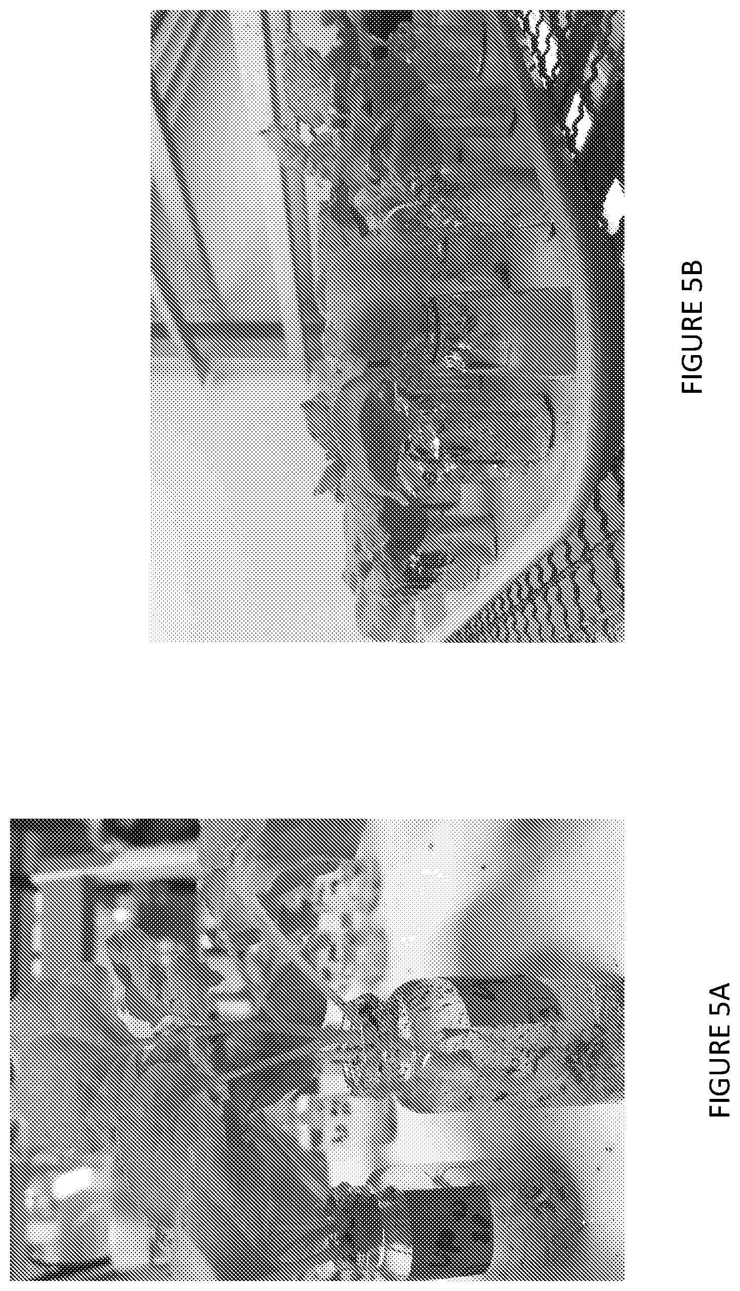 Patent US12297438 Figure 6 – Gene expression elements and systems and use thereof