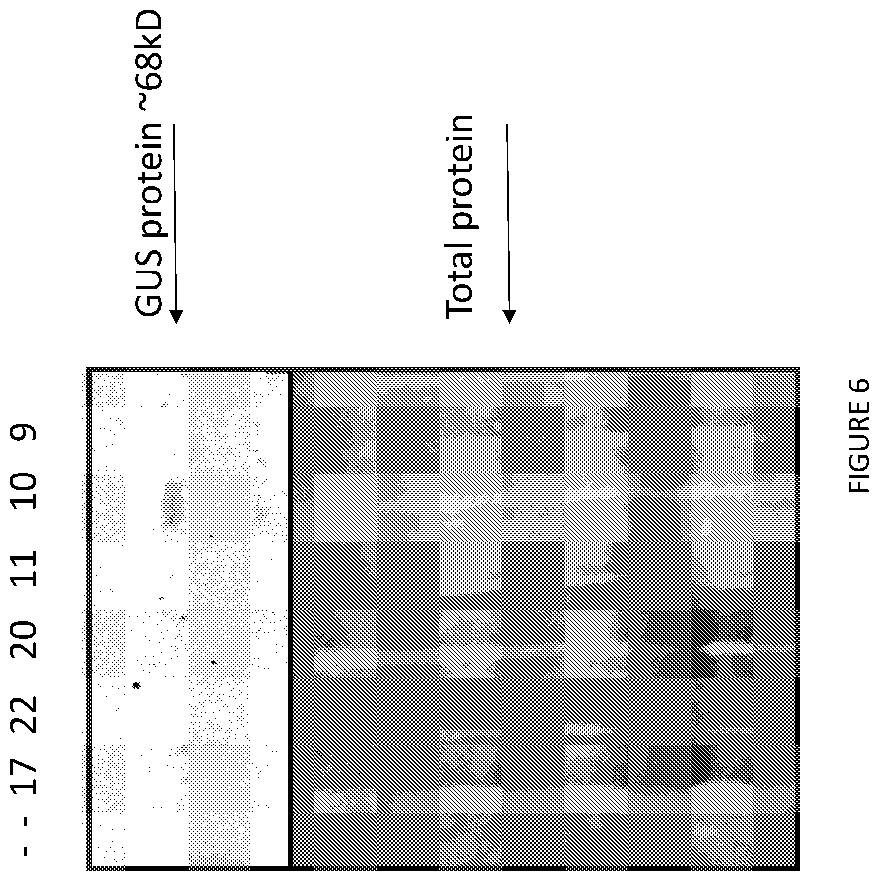 Patent US12297438 Figure 7 – Gene expression elements and systems and use thereof