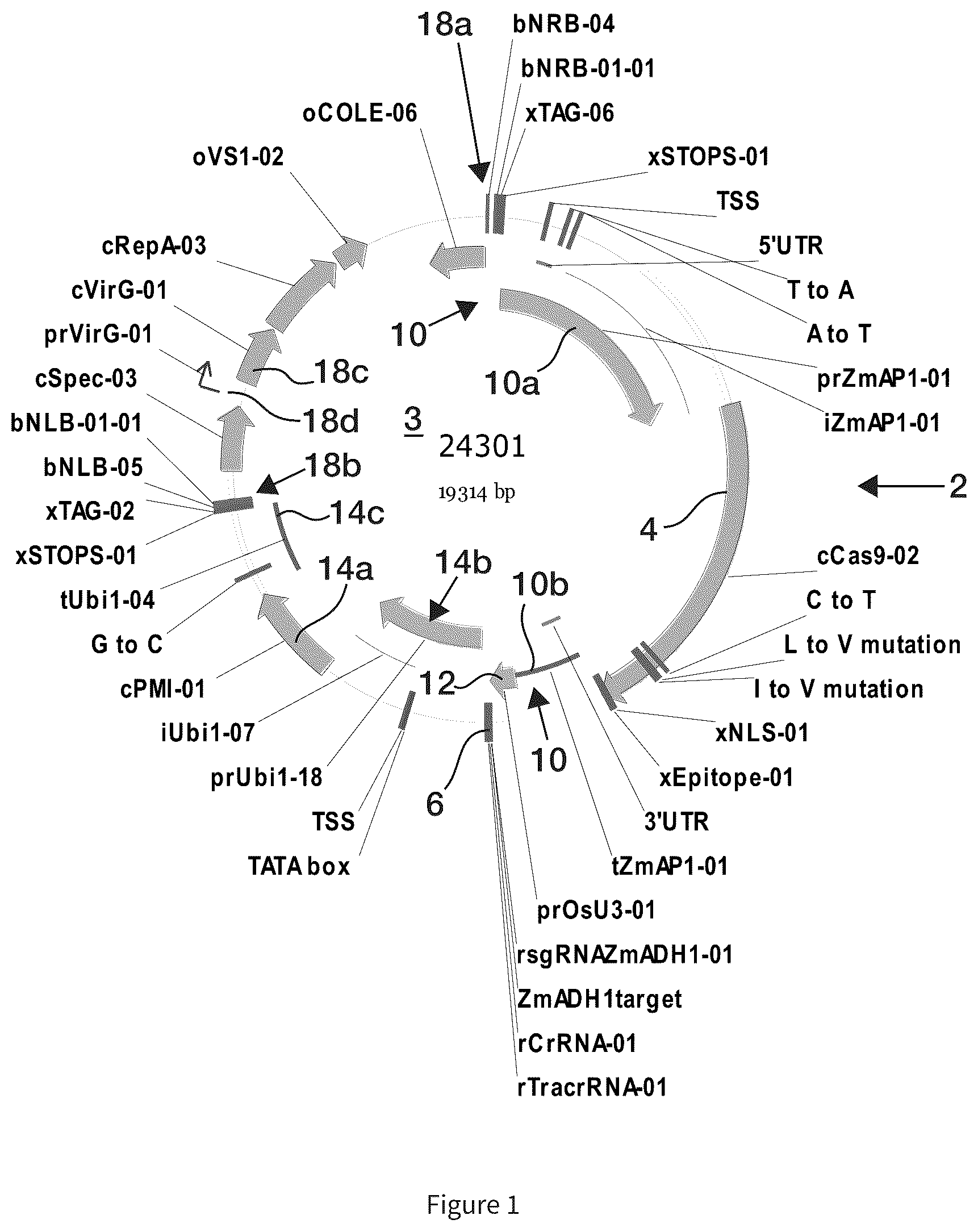Patent US12297439 Figure 1 – Compositions and methods for driving T1 event diversity