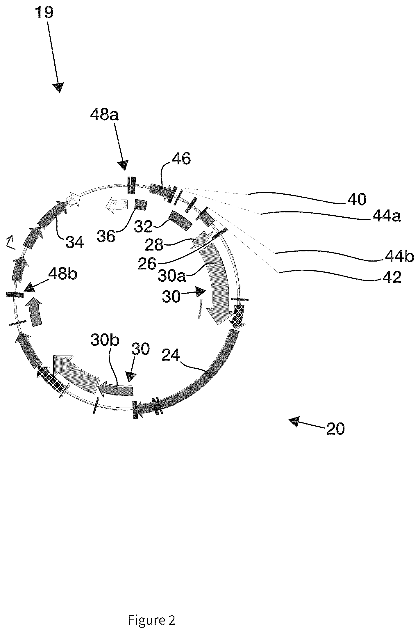 Patent US12297439 Figure 2 – Compositions and methods for driving T1 event diversity