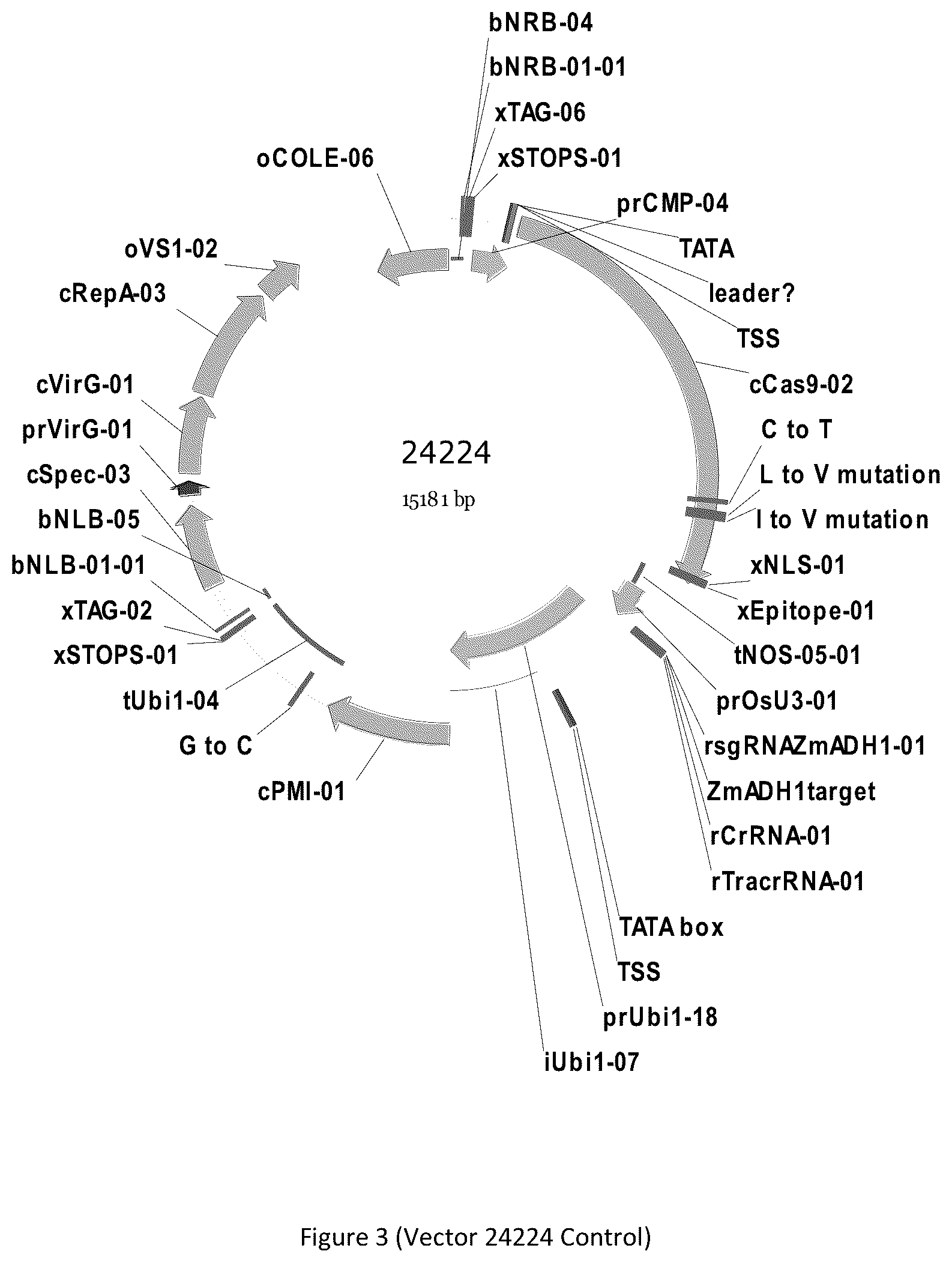 Patent US12297439 Figure 3 – Compositions and methods for driving T1 event diversity
