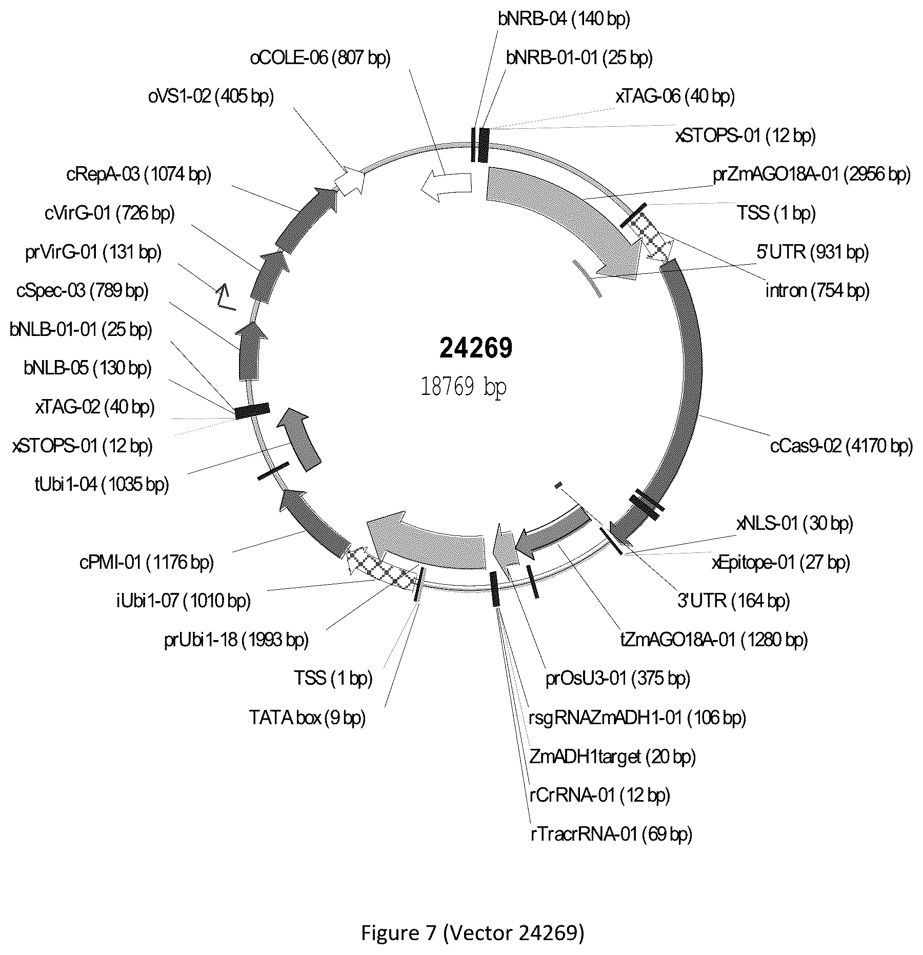 Patent US12297439 Figure 7 – Compositions and methods for driving T1 event diversity