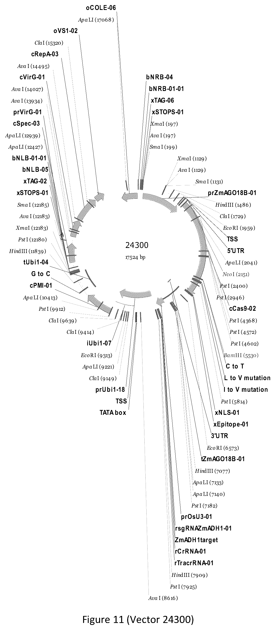 Patent US12297439 Figure 11 – Compositions and methods for driving T1 event diversity