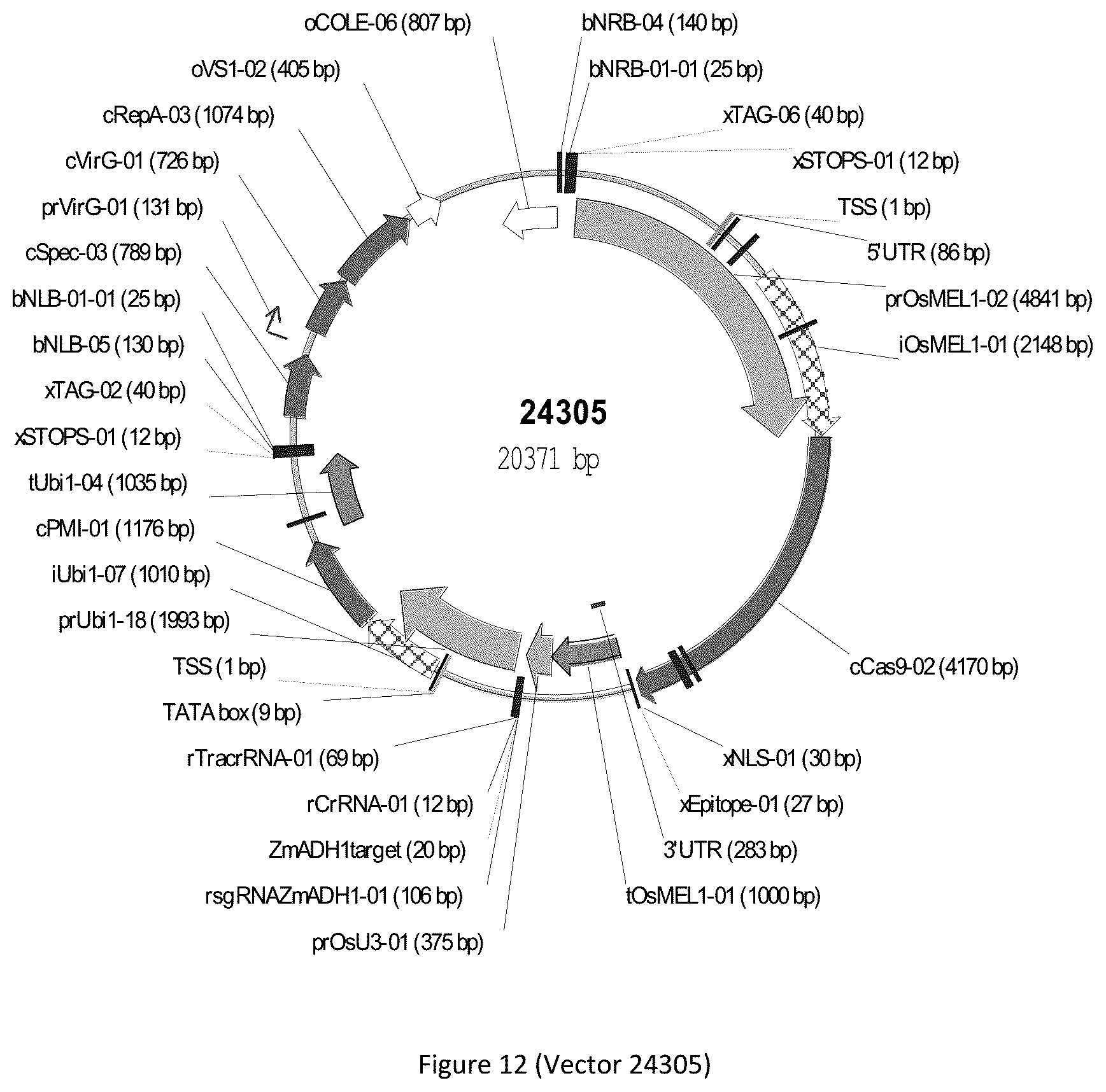 Patent US12297439 Figure 12 – Compositions and methods for driving T1 event diversity