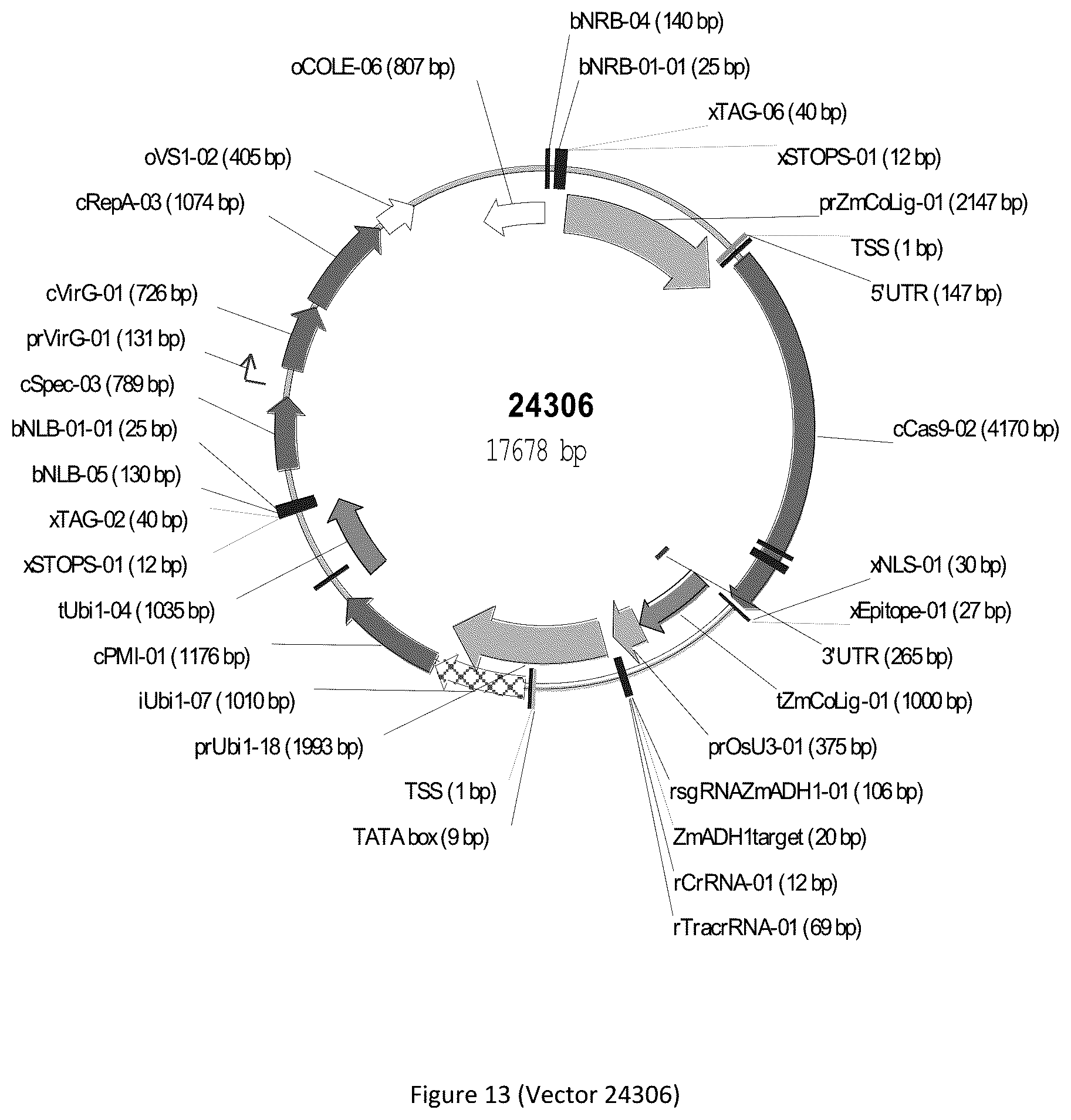 Patent US12297439 Figure 13 – Compositions and methods for driving T1 event diversity